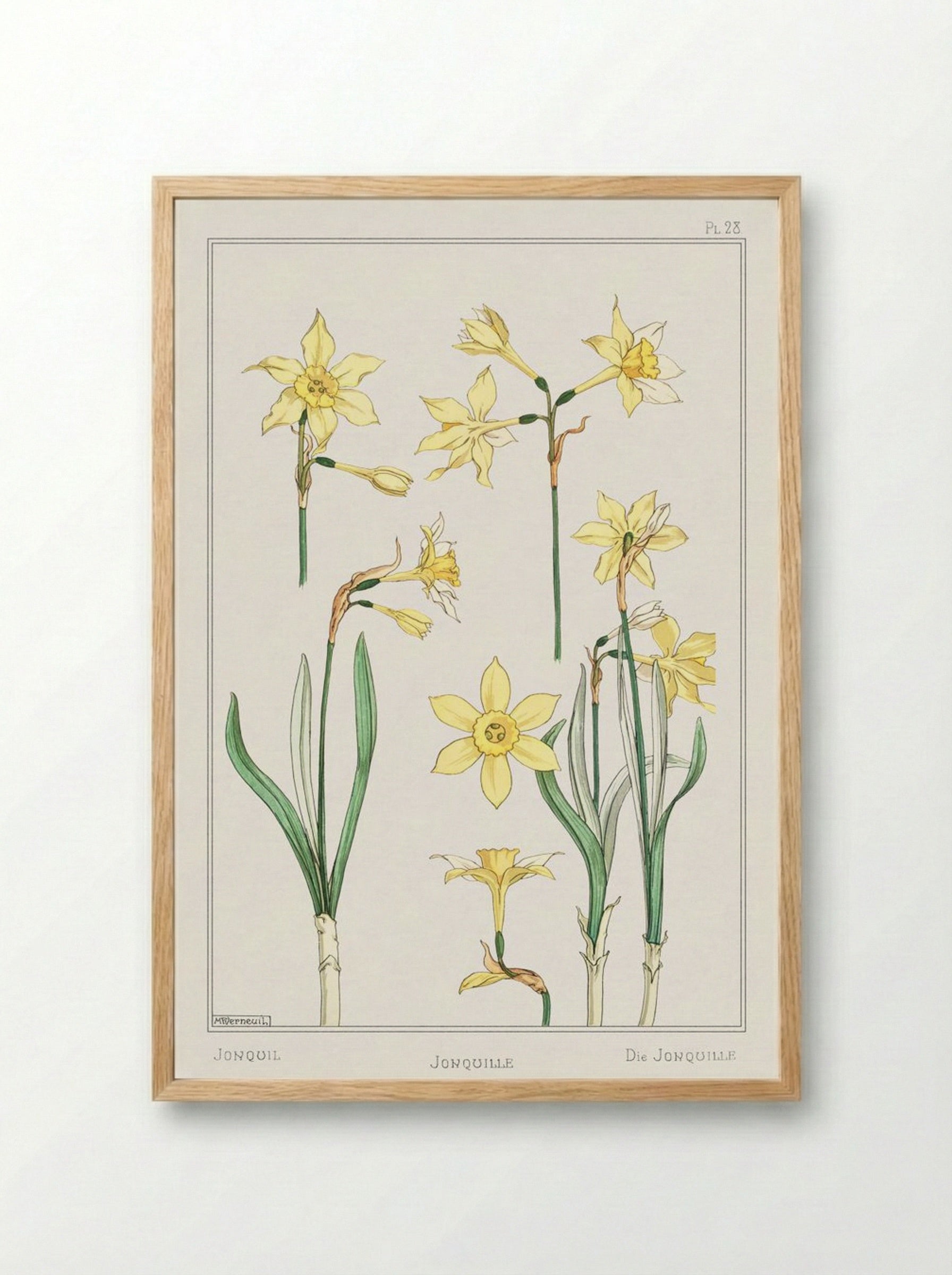 Jonquille or Jonquil - Maurice Pillard Verneuil - Framed Print Wood