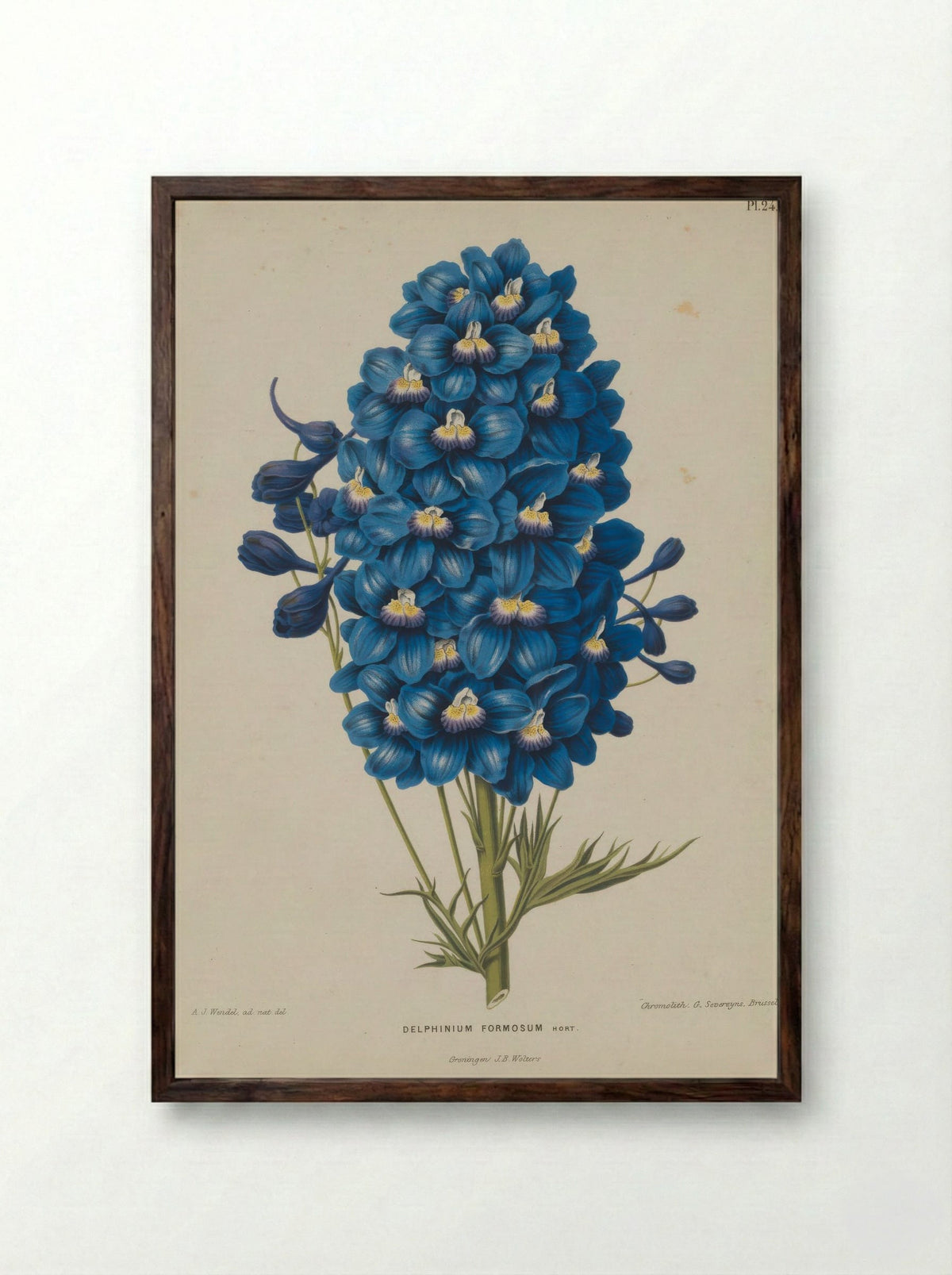 Delphinium Formosum Boiss A Huet - A. J. Wendel - Framed Print Dark Wood