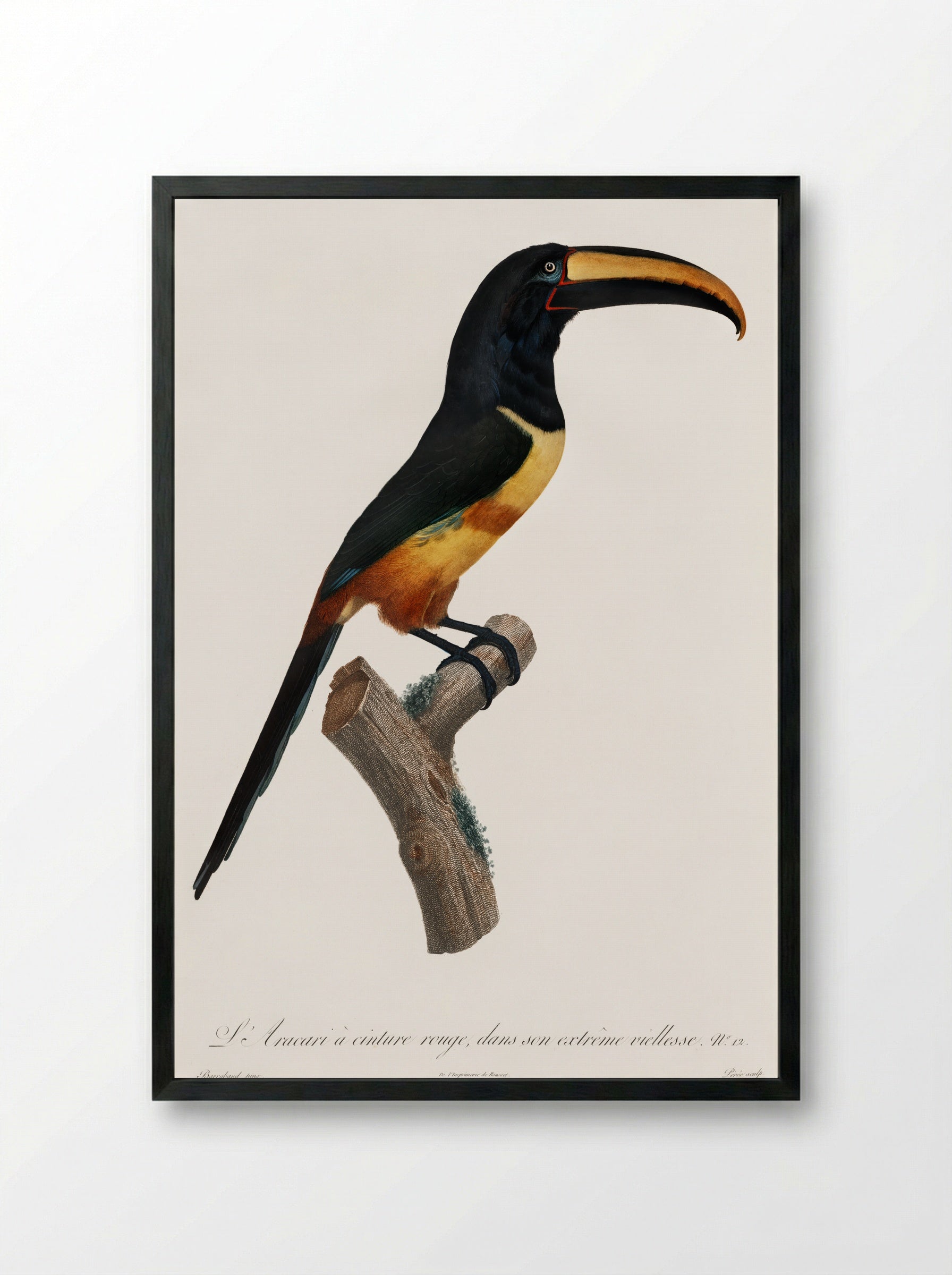 Old Red Belt Aracari - Jacques Barraband - Framed Print Black