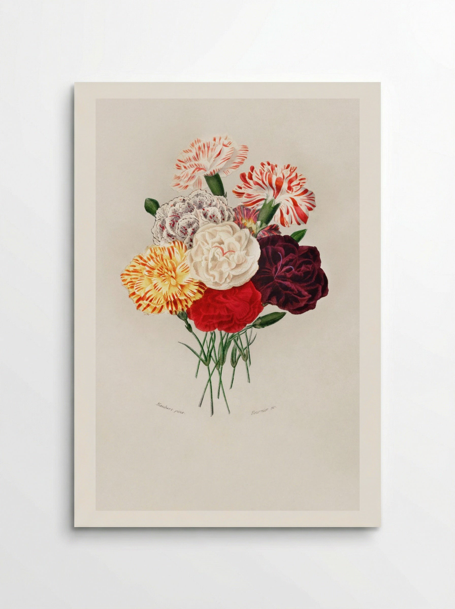 Carnation (Dianthus caryophyllus) - Charles Dessalines D'Orbigny - Poster