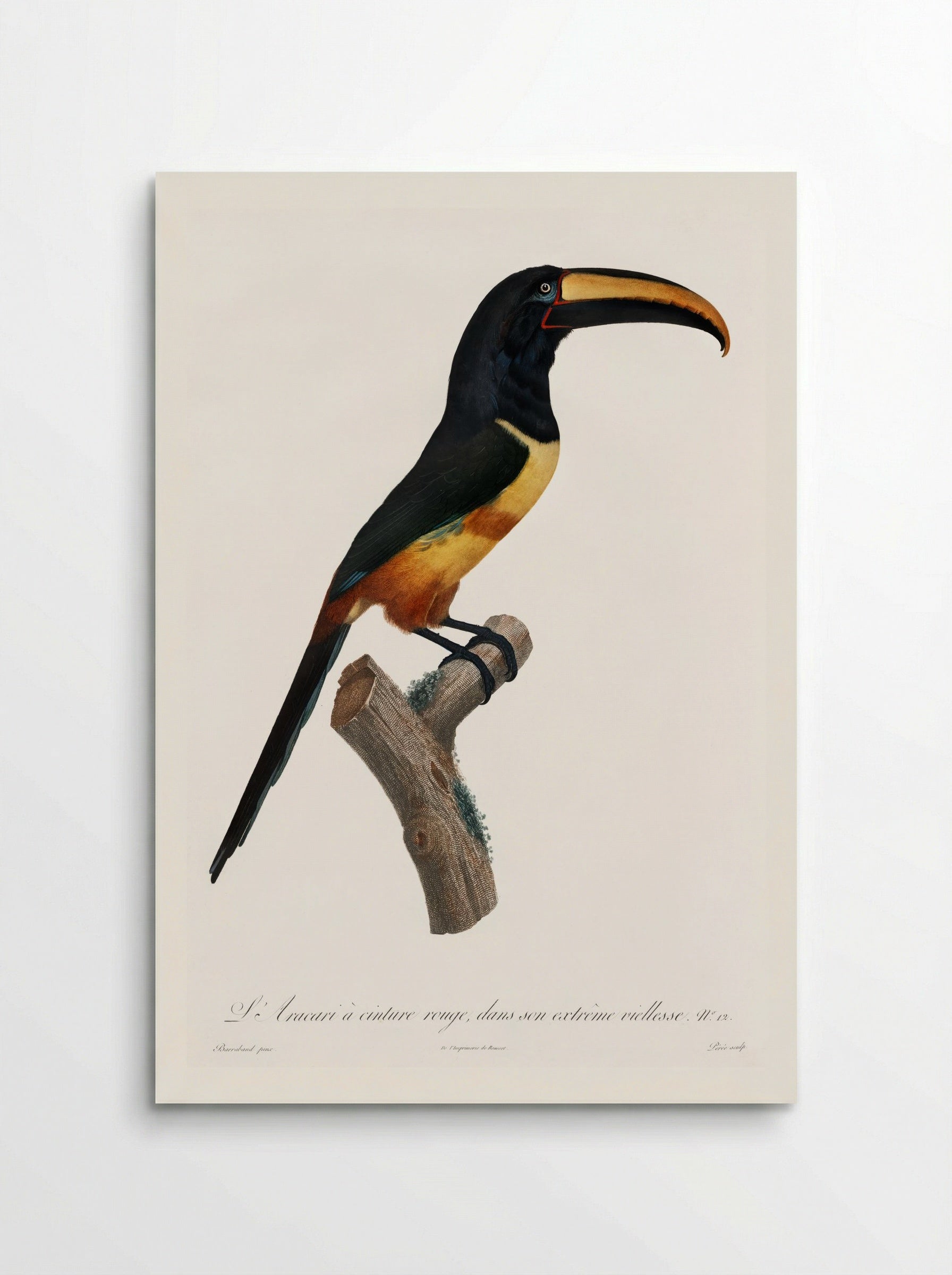 Old Red Belt Aracari - Jacques Barraband - Poster