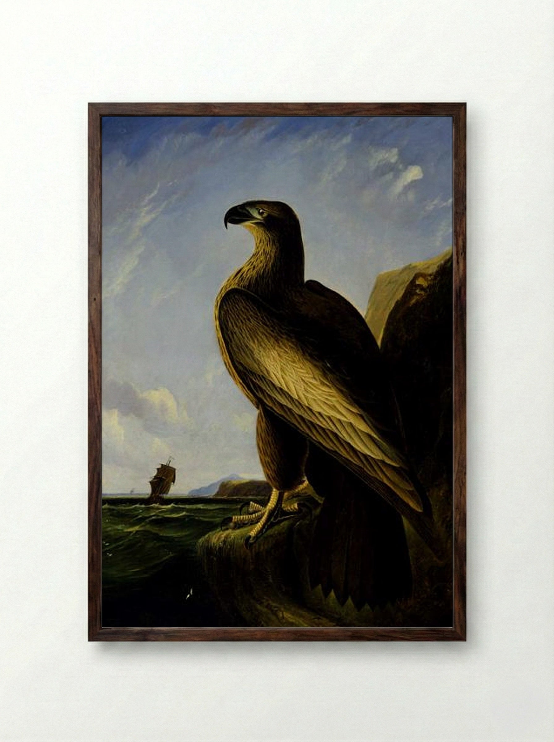 Washington Sea Eagle - John James Audubon - Framed Print Dark Wood