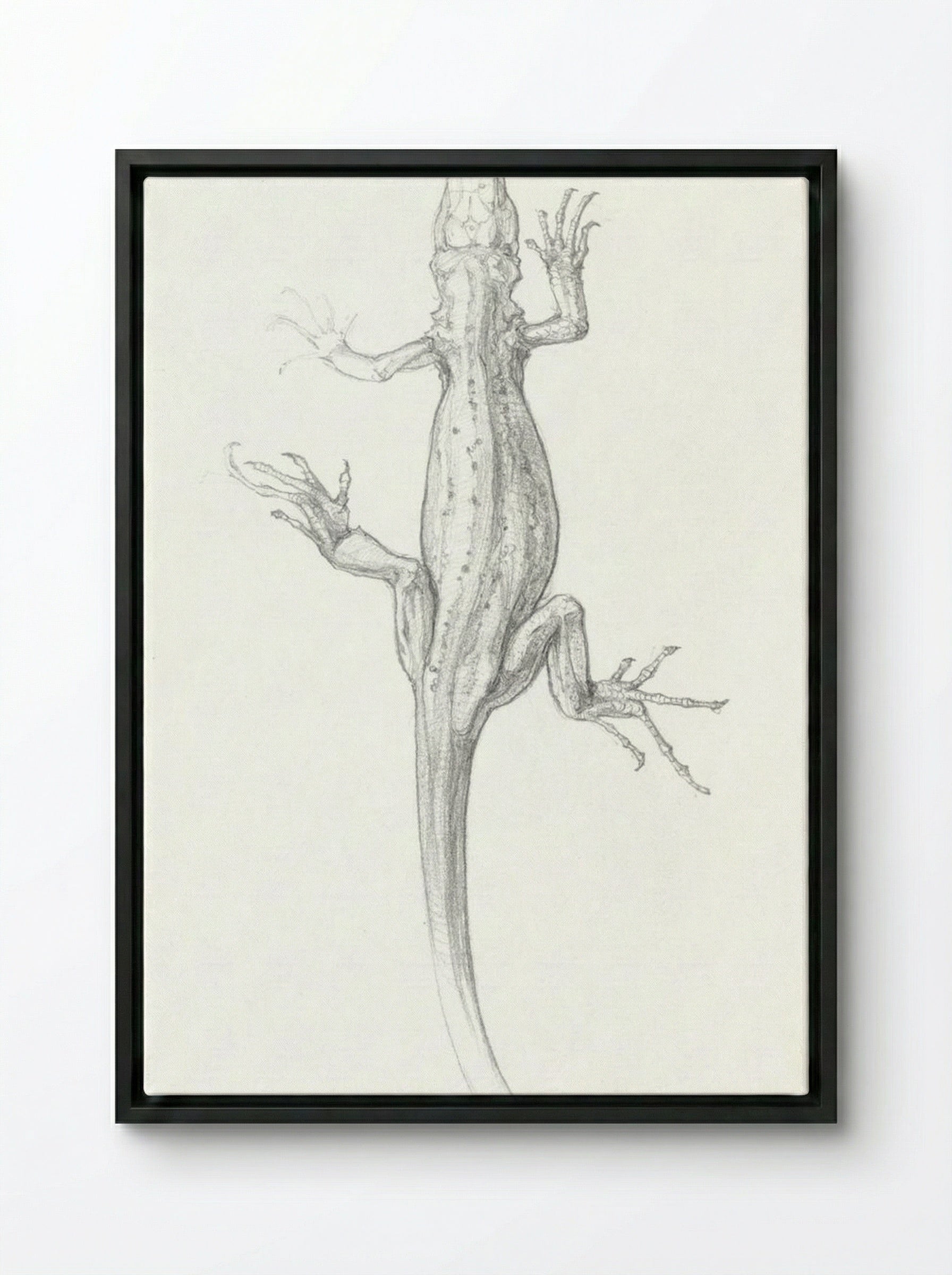Sketch of a Lizard - Julie de Graag - Framed Canvas Black
