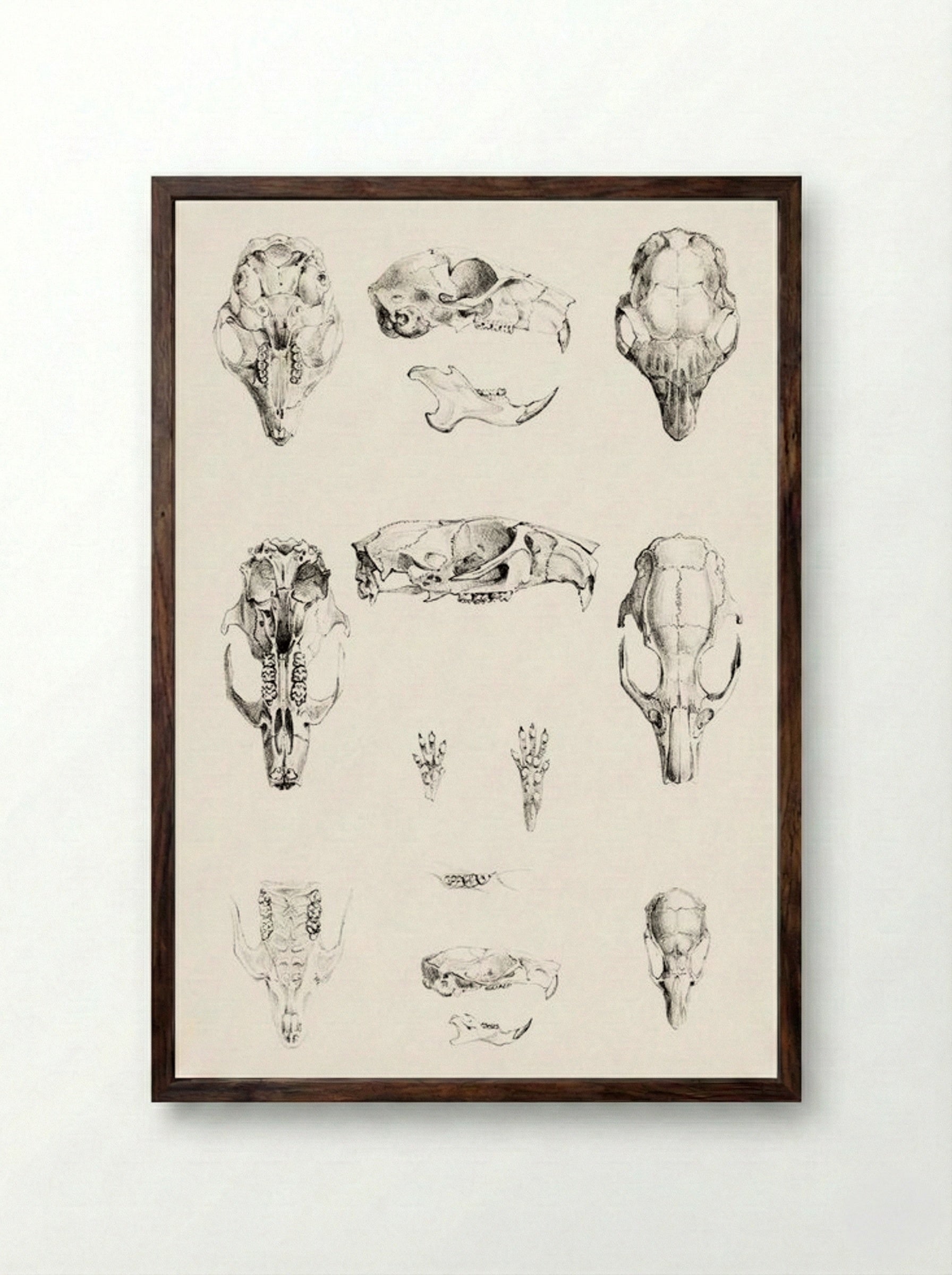 Knaagdierschedels (Rodent Skulls) - Theo van Hoytema - Framed Print Dark Wood
