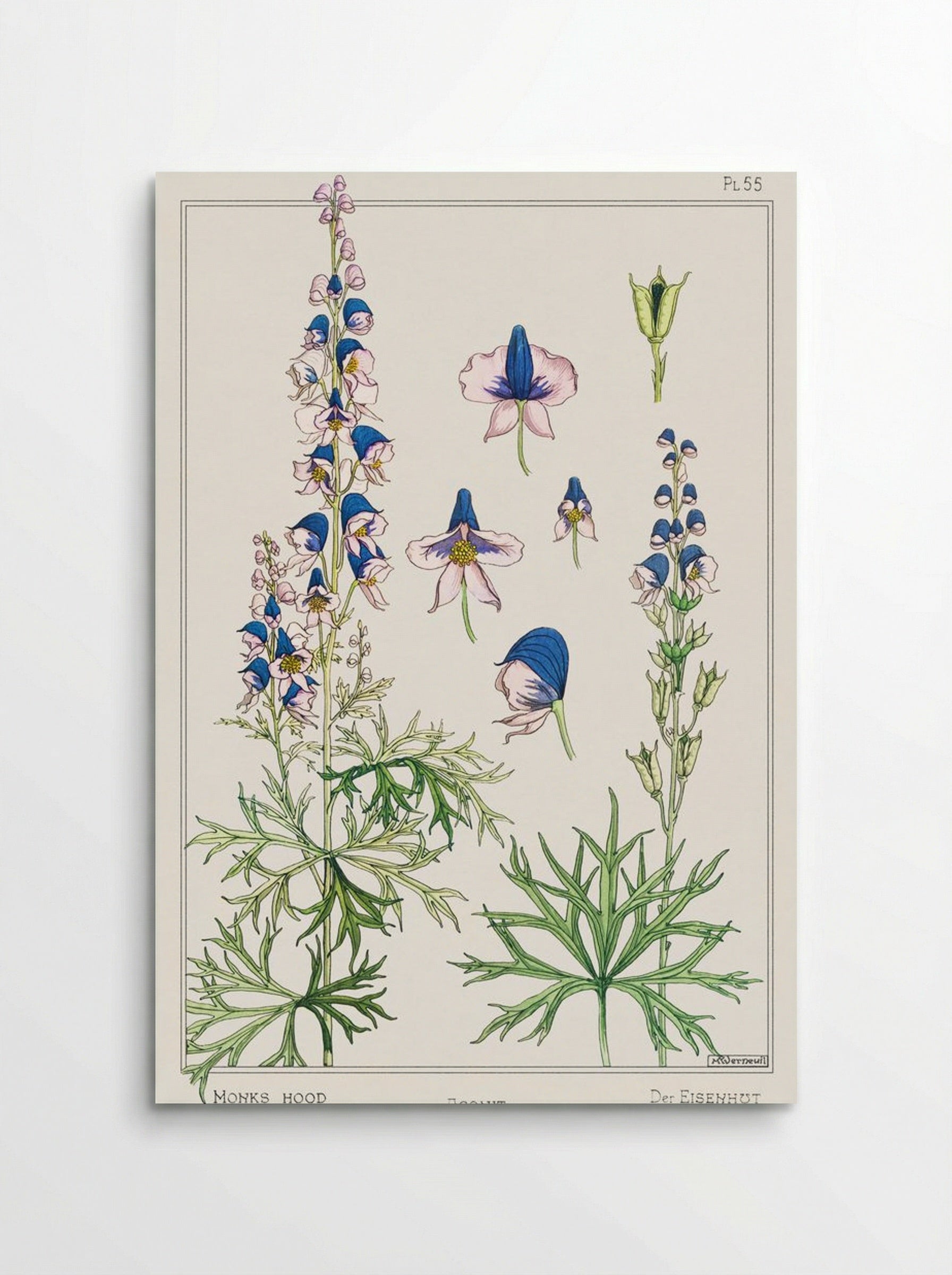 Aconite (Monkshood) - Maurice Pillard Verneuil - Poster