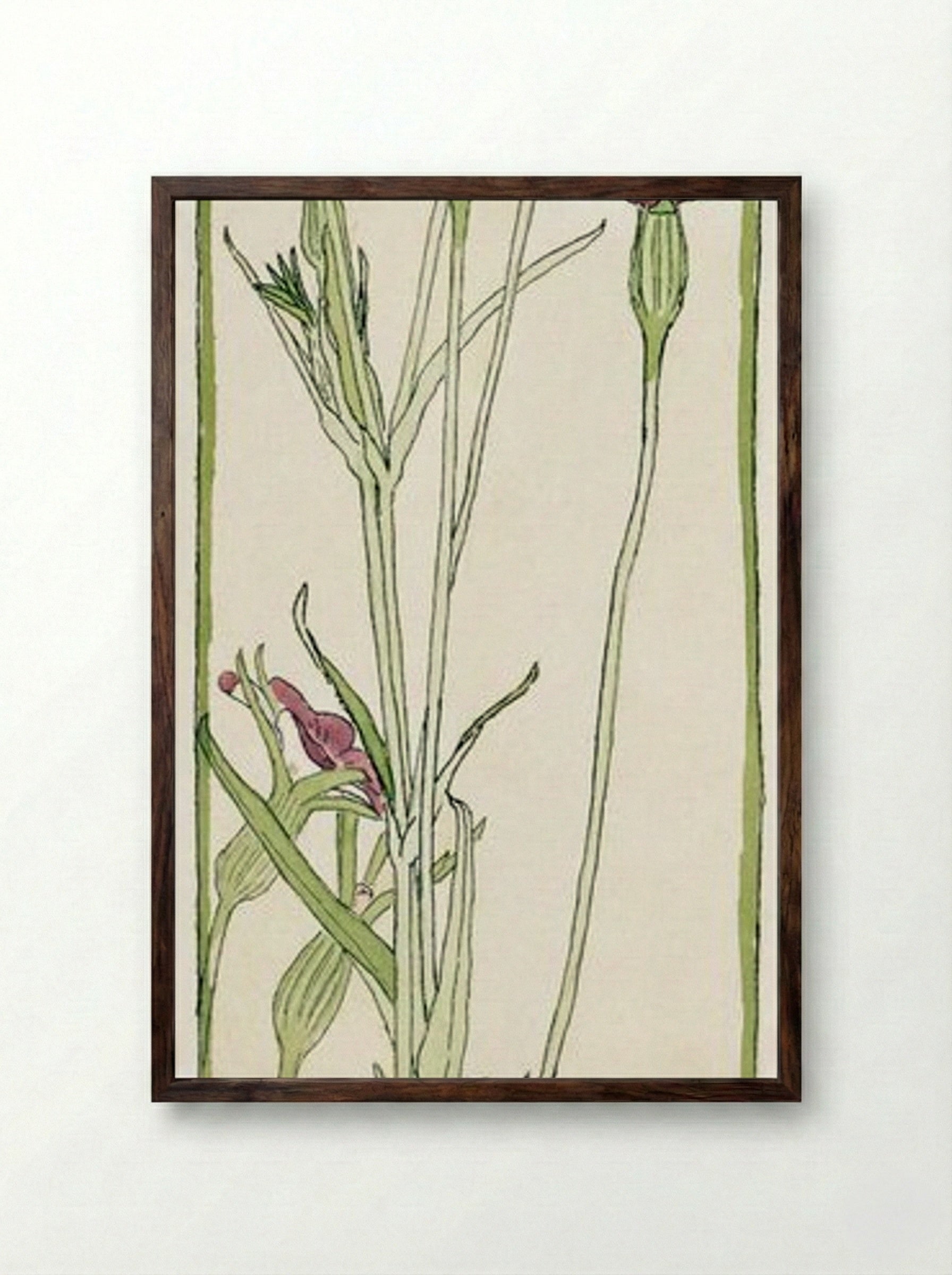 Corn Cockle - Hannah Borger Overbeck - Framed Print Dark Wood