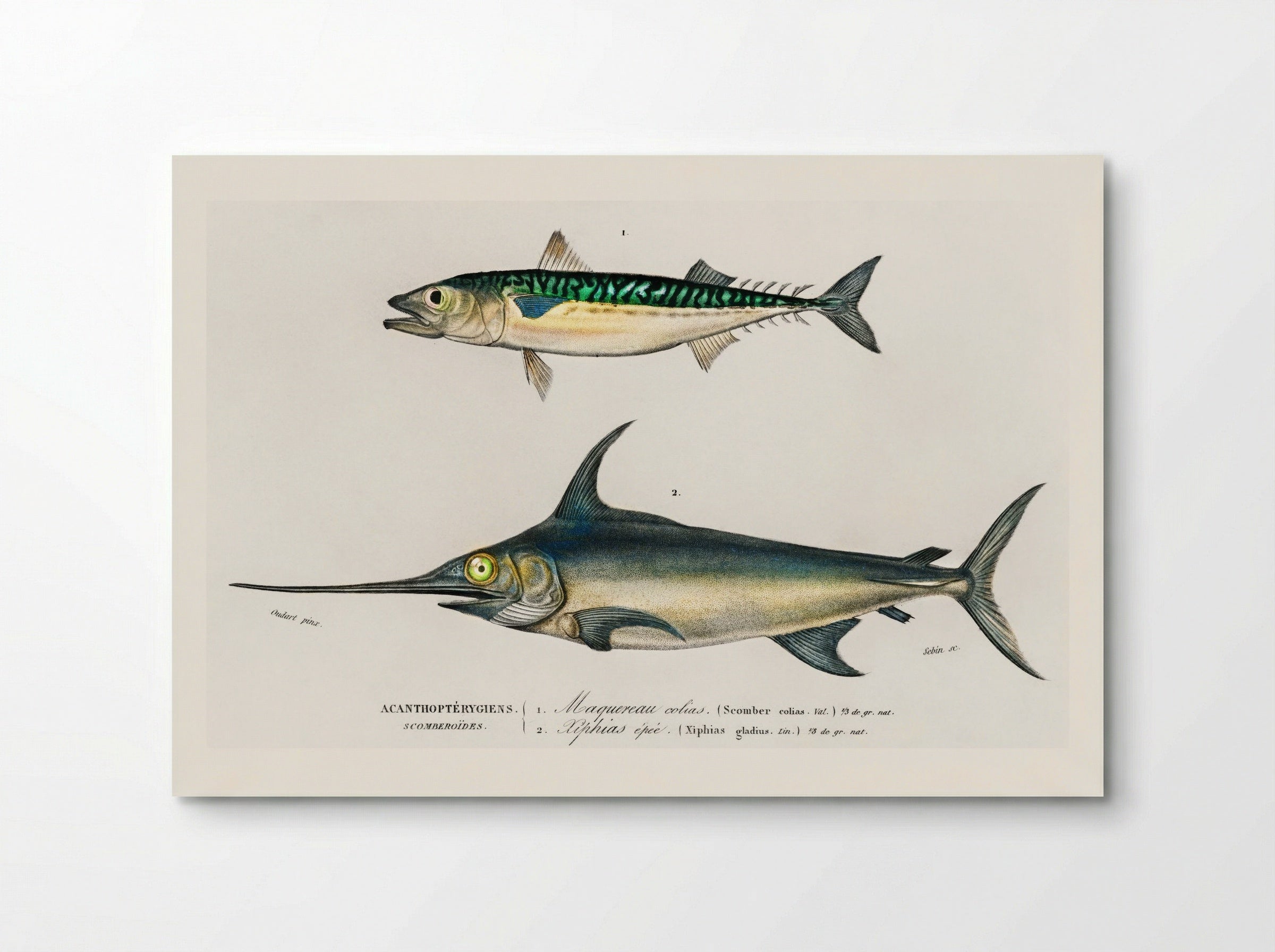 Different Types of Marine Life - Charles Dessalines D'Orbigny - Poster