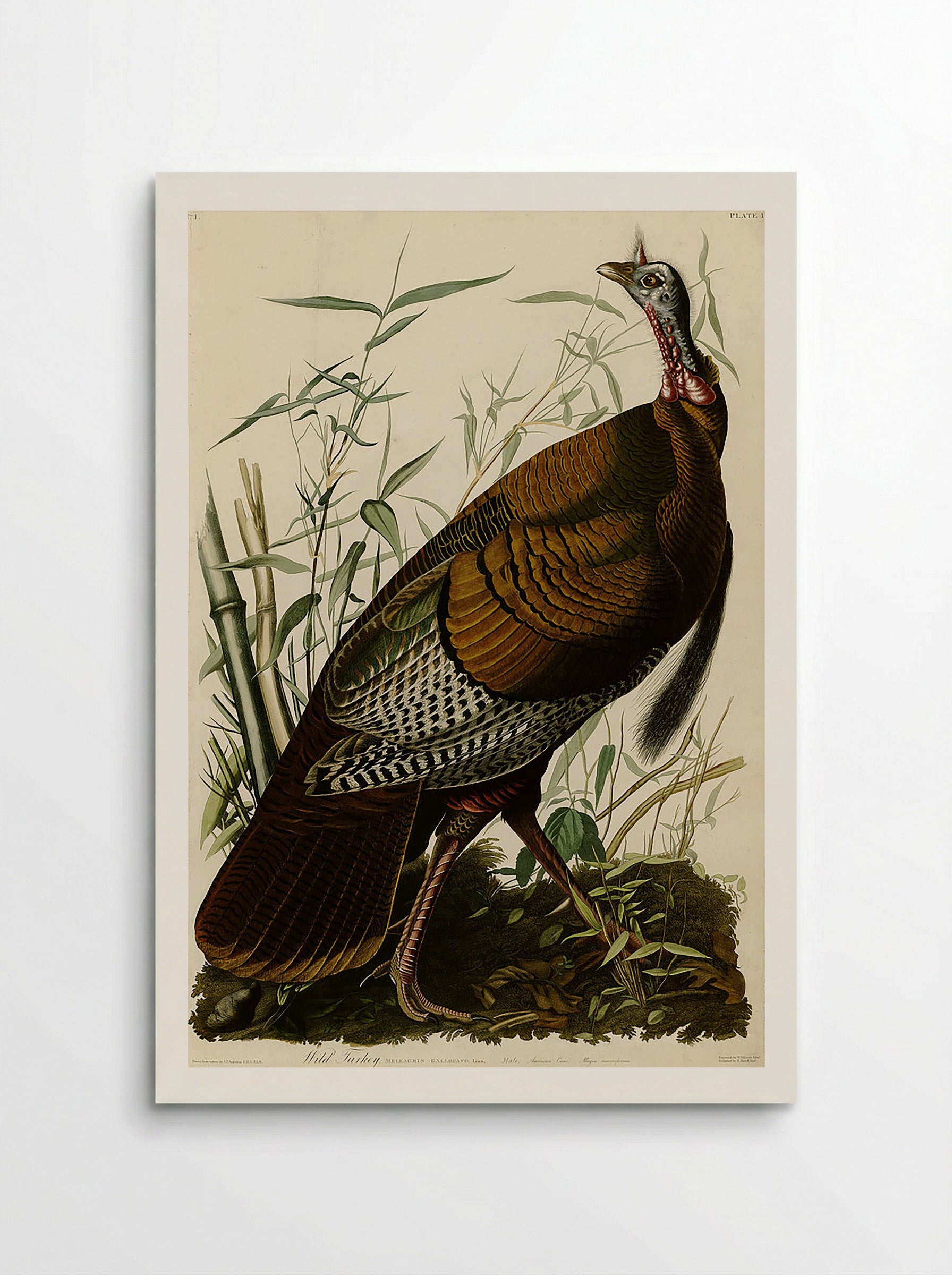 Plate 1. Wild Turkey - John James Audubon - Poster