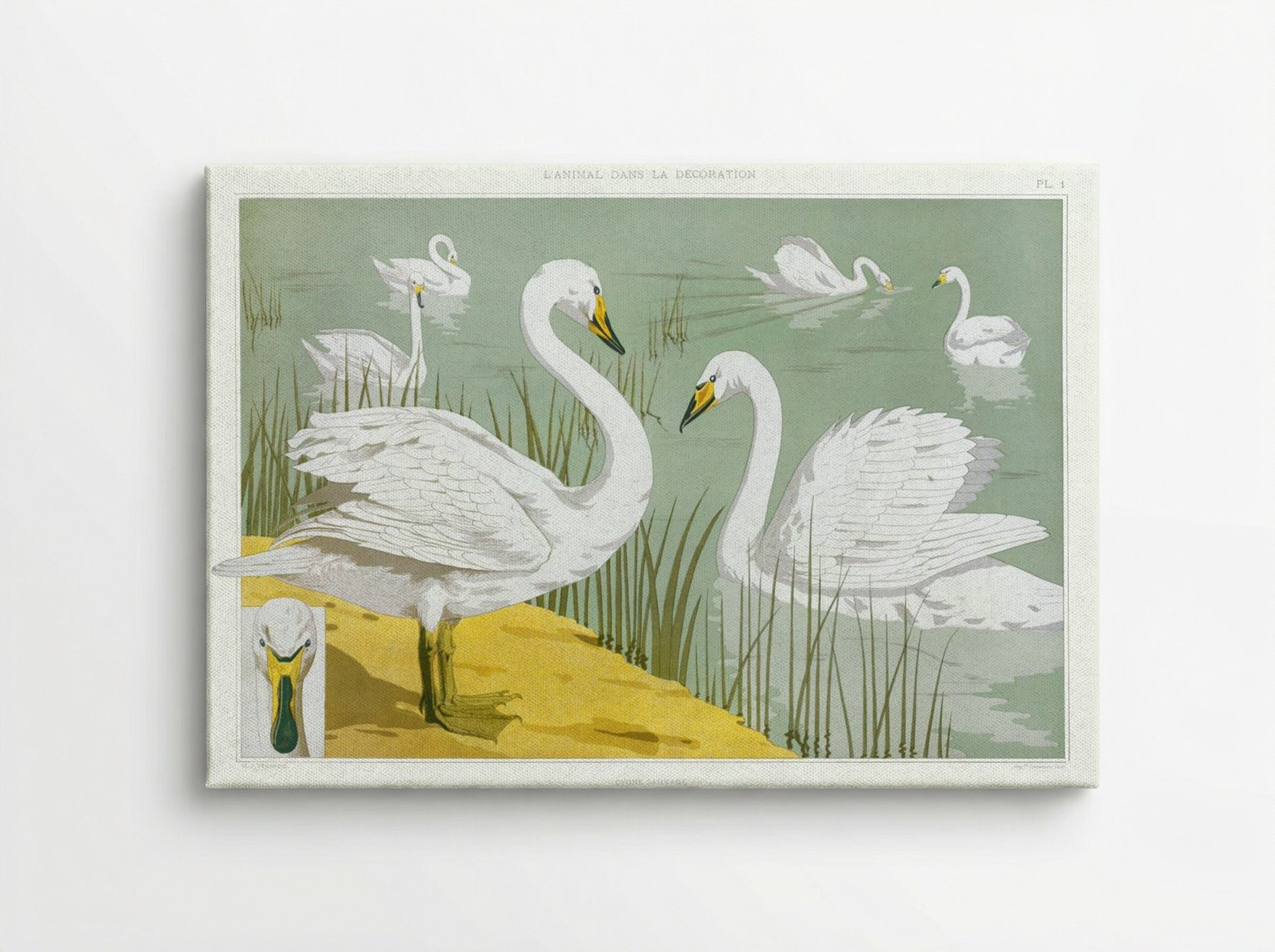 Cygne Sauvage (Wild Swan) from L'animal dans la décoration - Maurice Pillard Verneuil - Canvas