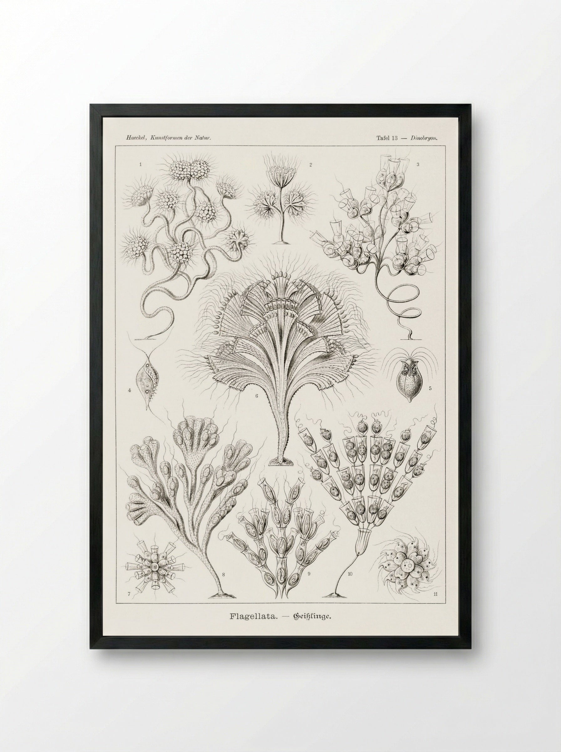 Flagellata-Geiklinge (1904) - Ernst Haeckel - Framed Print Black