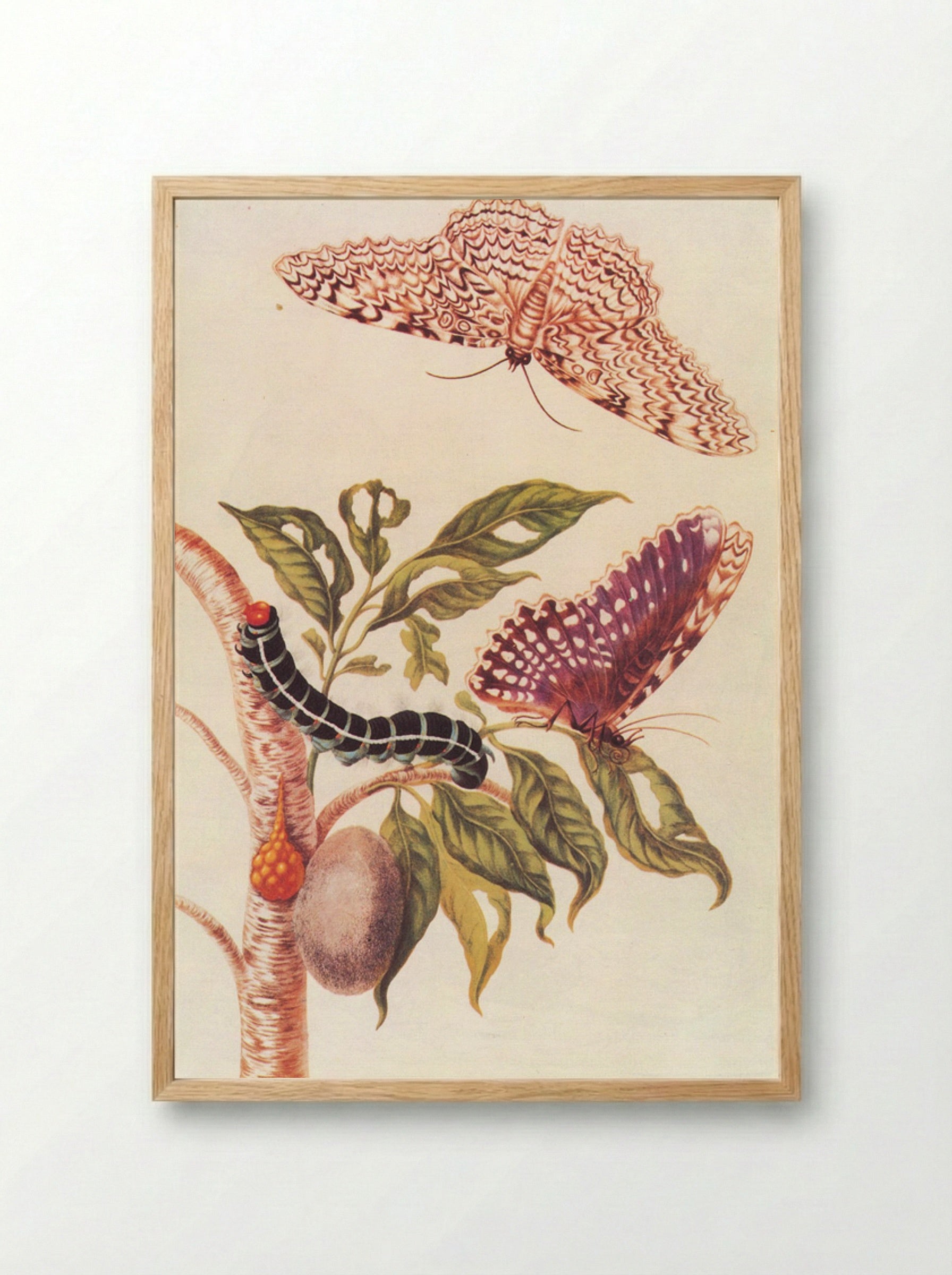 Metamorphosis of a Butterfly - Maria Sibylla Merian - Framed Print Wood
