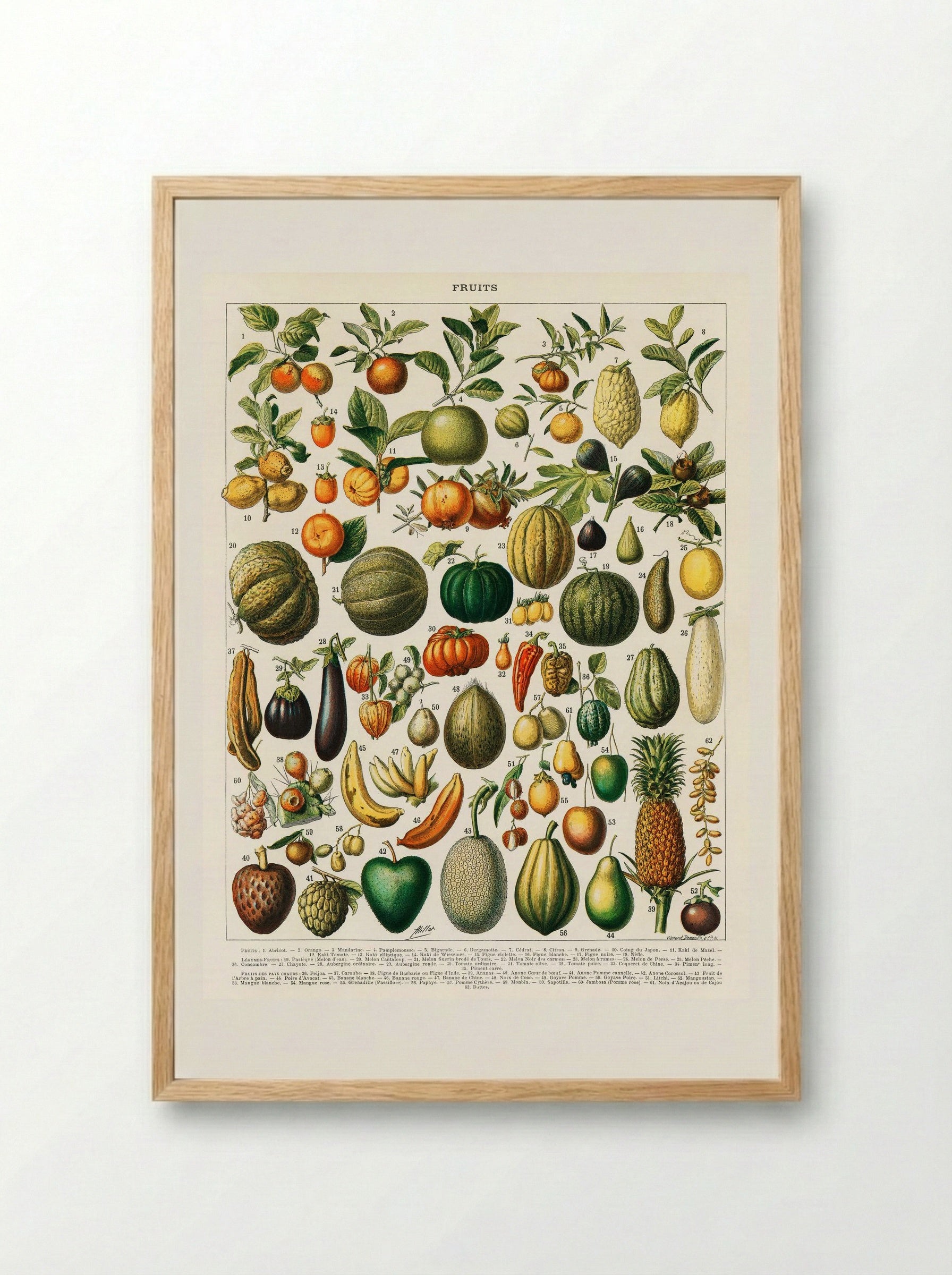 Fruits and Vegetables (Nouveau Larousse Illustré) - Pierre-Auguste Larousse - Framed Print Wood