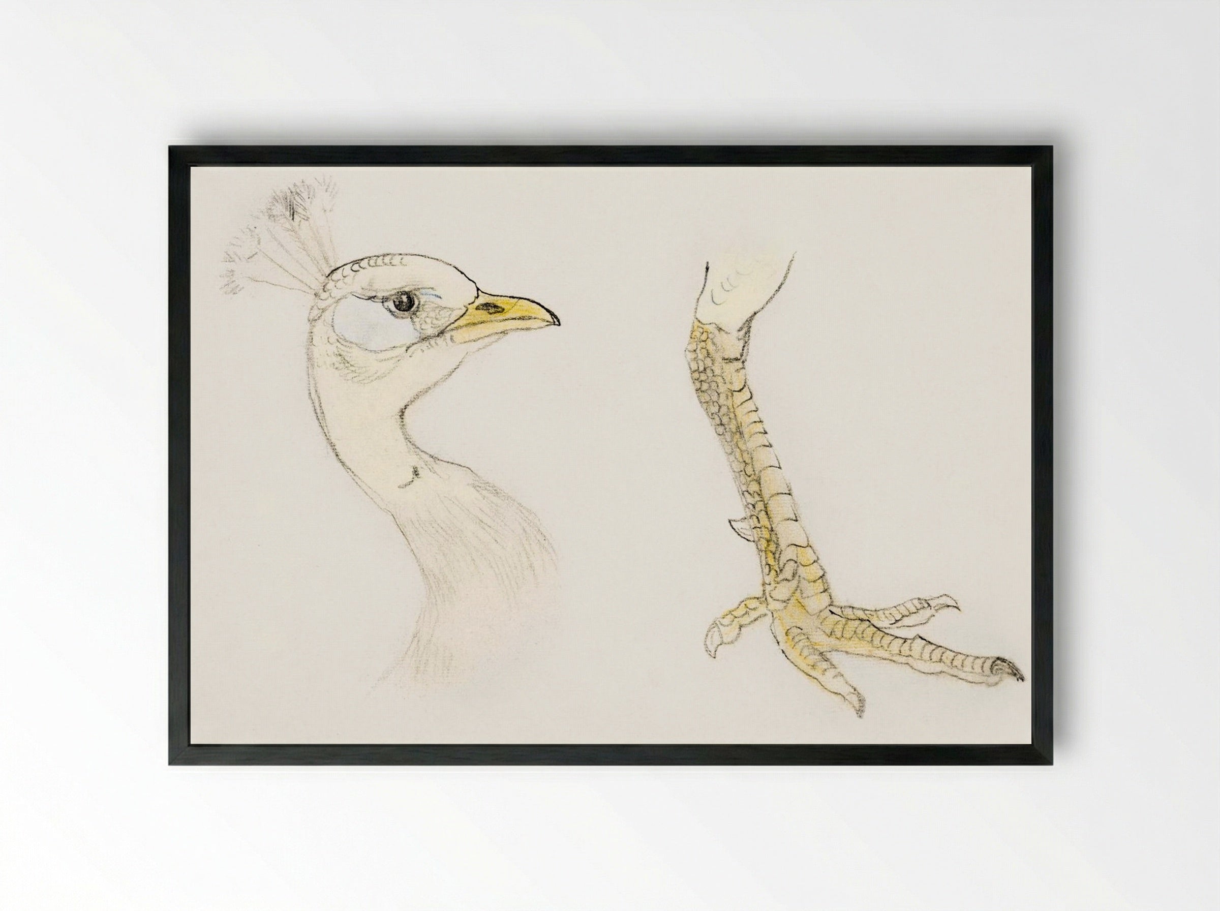 Head and Foot of a Peacock - Theo van Hoytema - Framed Print Black