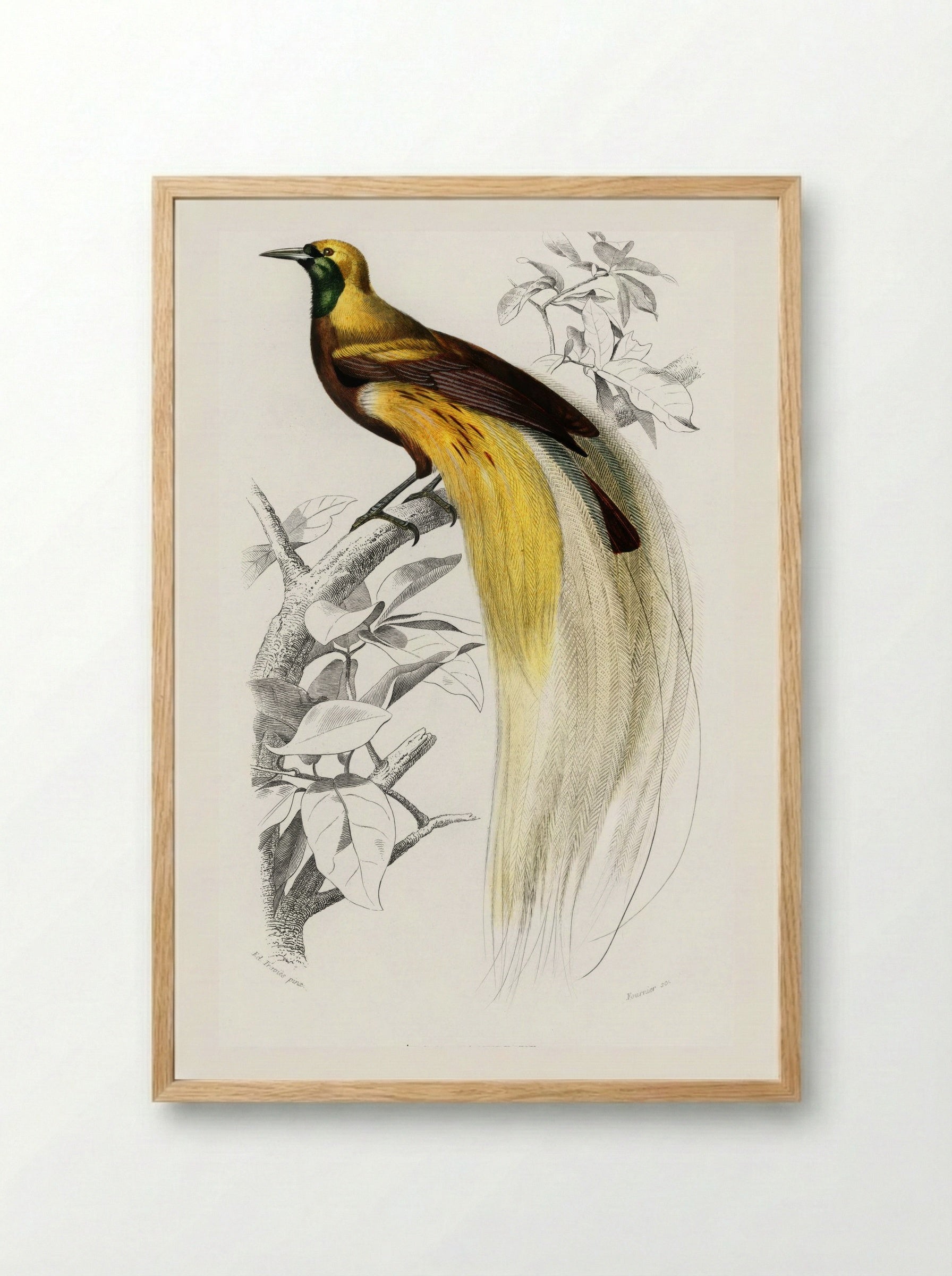 Paradisaea Apoda - Charles Dessalines D'Orbigny - Framed Print Wood