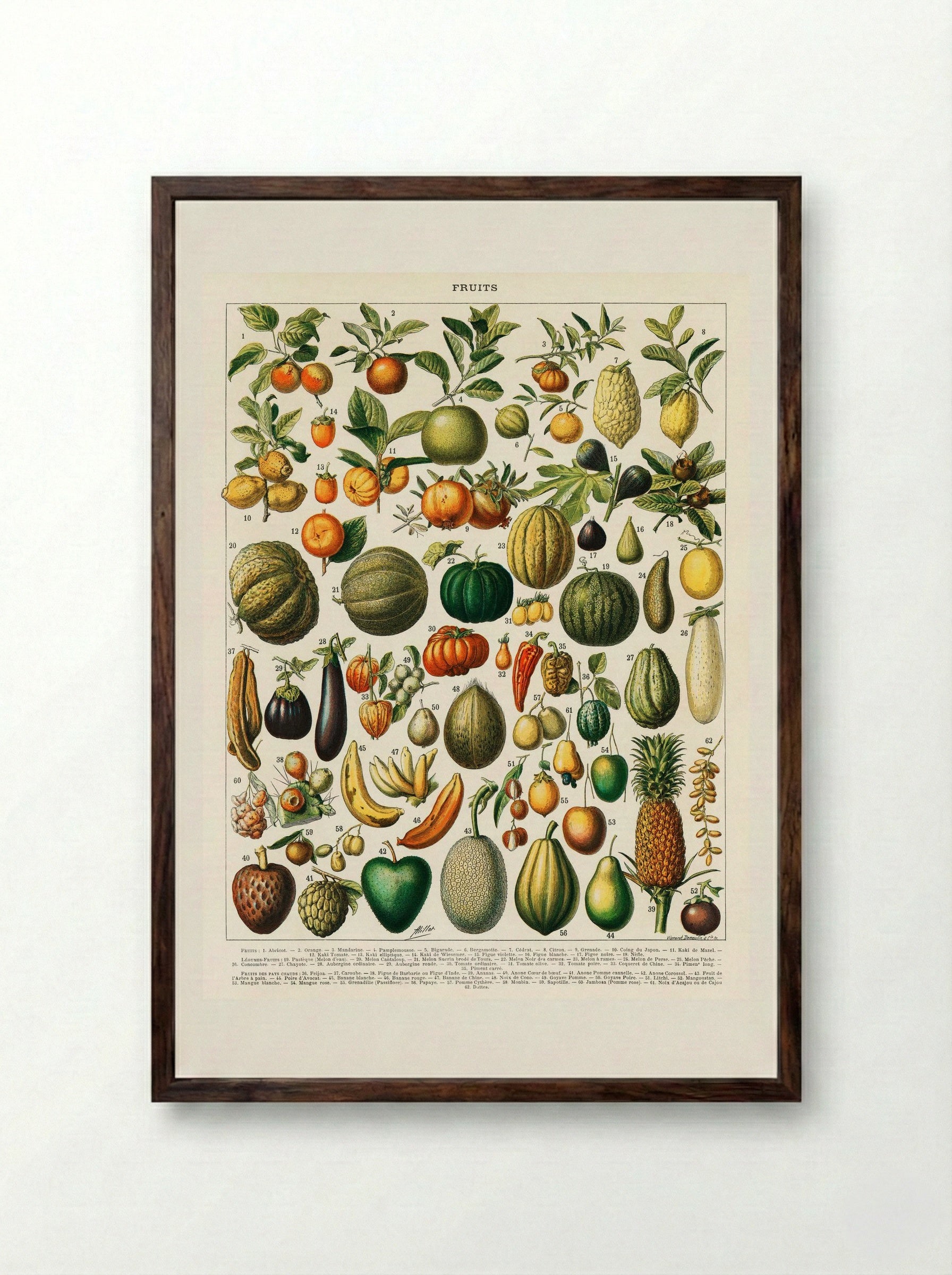 Fruits and Vegetables (Nouveau Larousse Illustré) - Pierre-Auguste Larousse - Framed Print Dark Wood