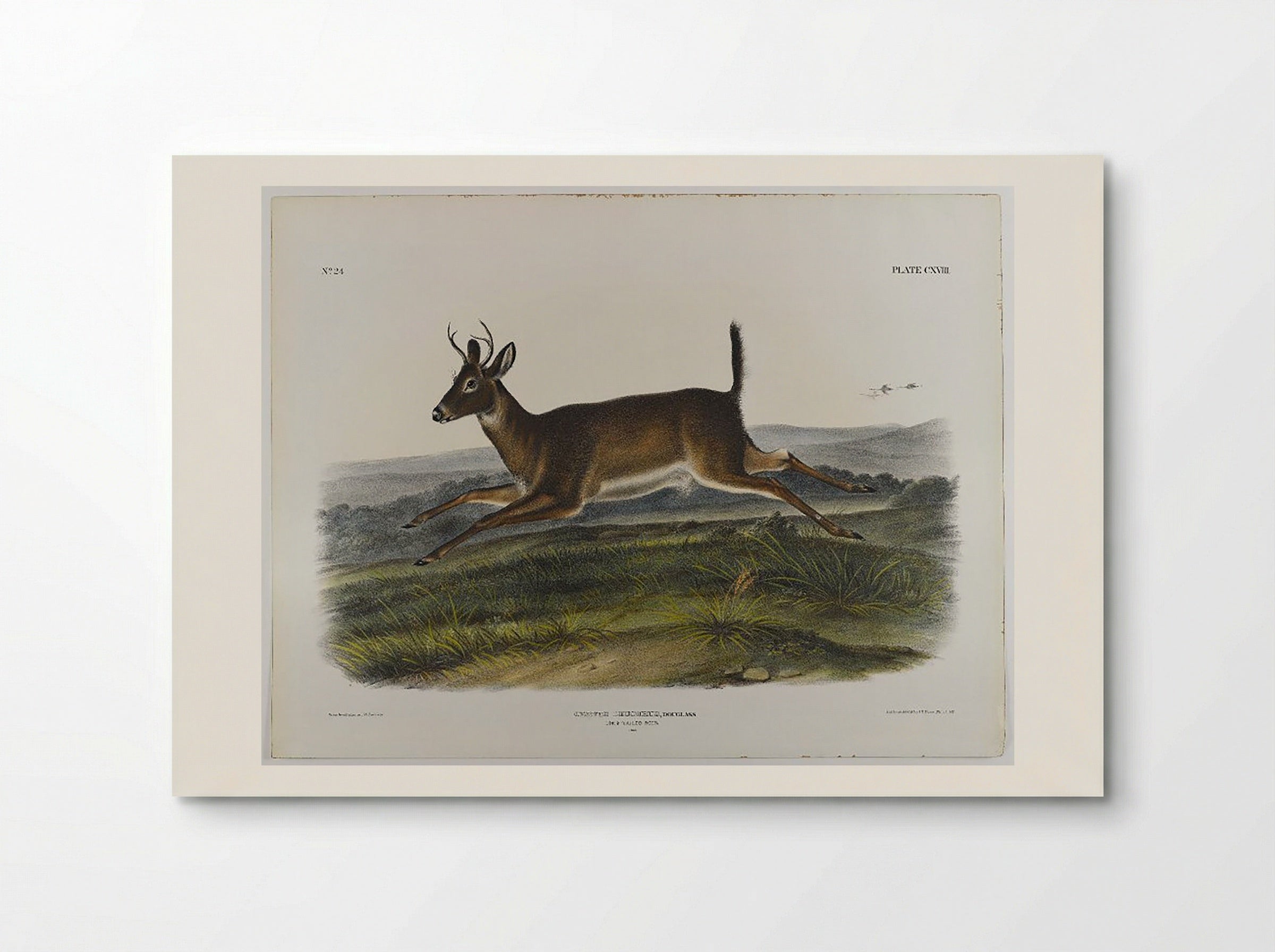 Long-Tailed Deer - John James Audubon - Poster