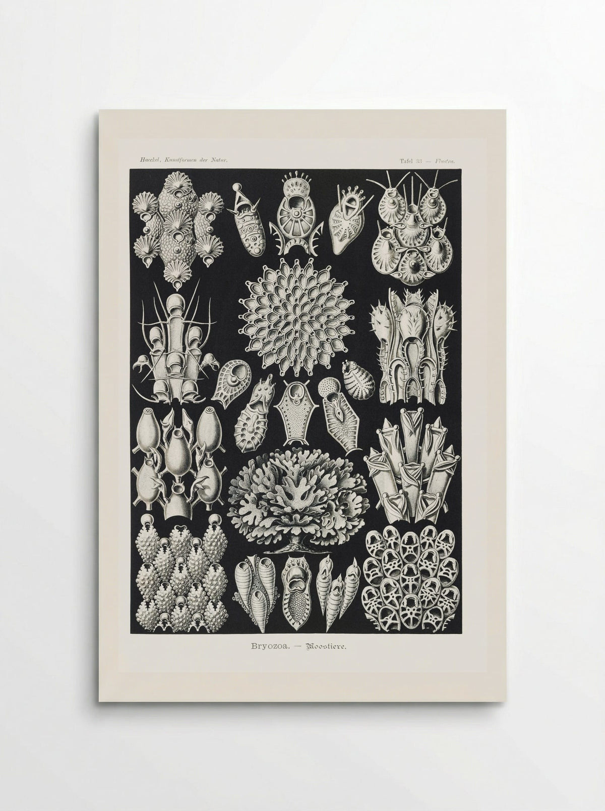 Bryozoa-Woostiere (1904) - Ernst Haeckel - Poster