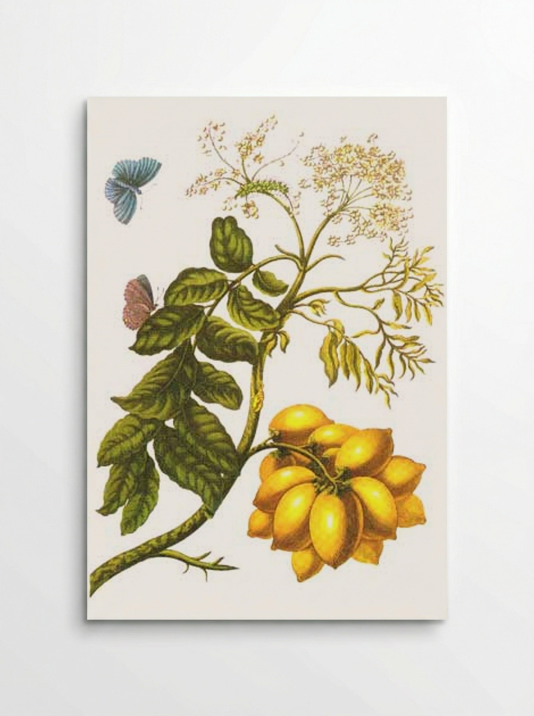 From Metamorphosis insectorum Surinamensium, Plate XIII. (Spondias purpurea) - Maria Sibylla Merian - Poster