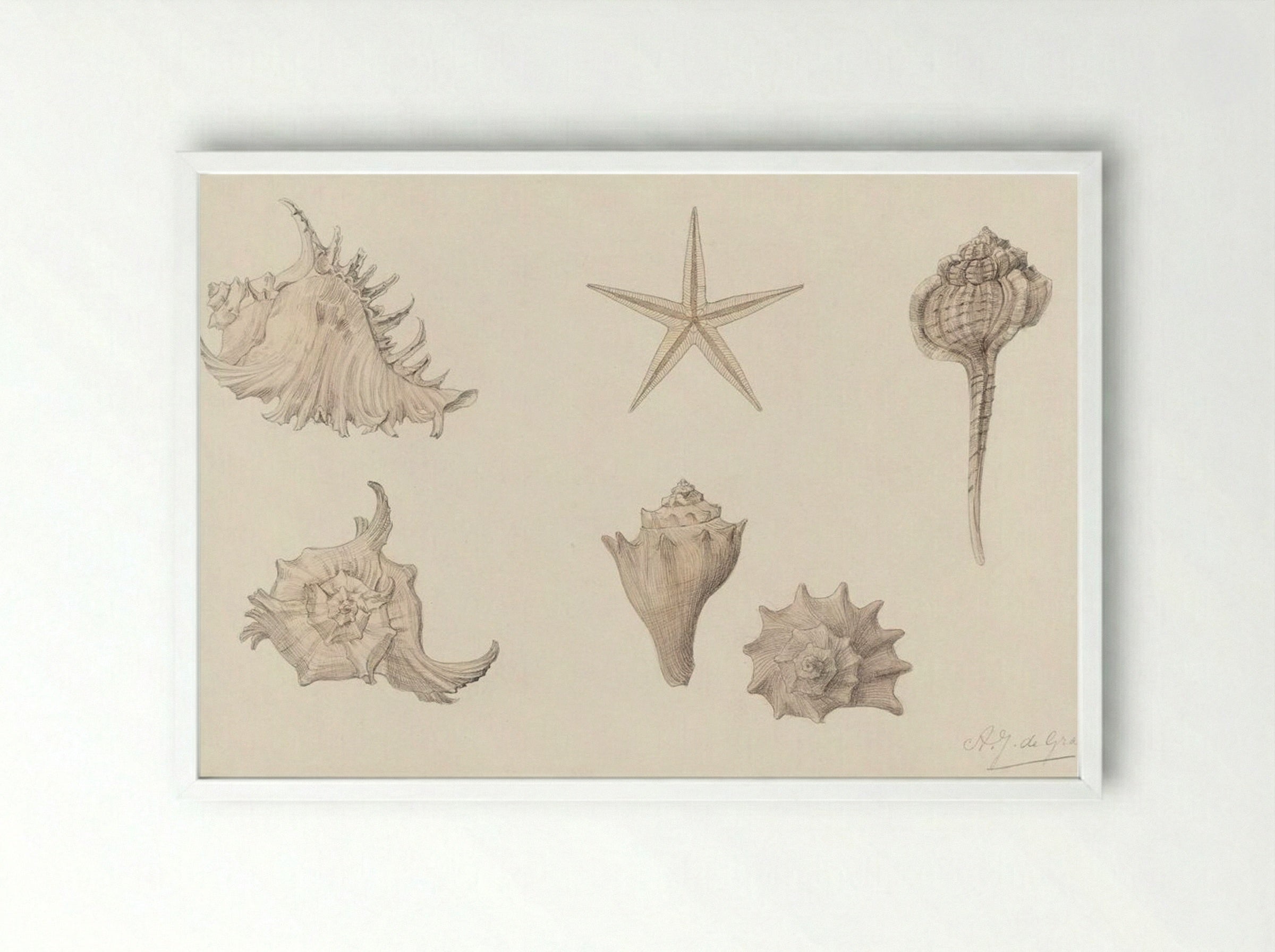 Shells - Julie de Graag - Framed Print White