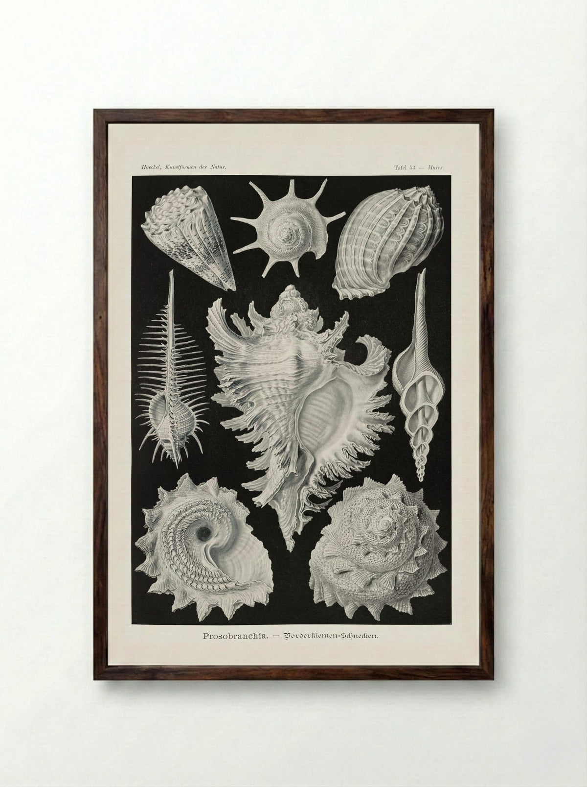 Prosobranchia-Dorderkiemen Schnecken (1904) - Ernst Haeckel - Framed Print Dark Wood