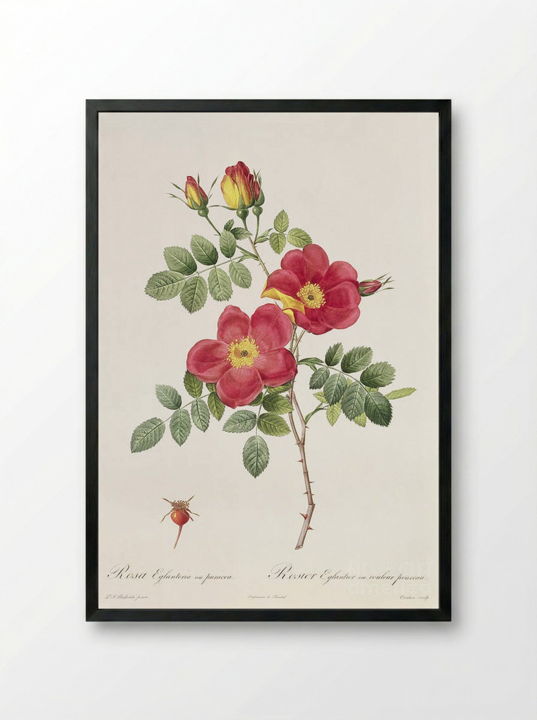 Rosa Eglanteria Punicea - Pierre-Joseph Redouté - Framed Print Black
