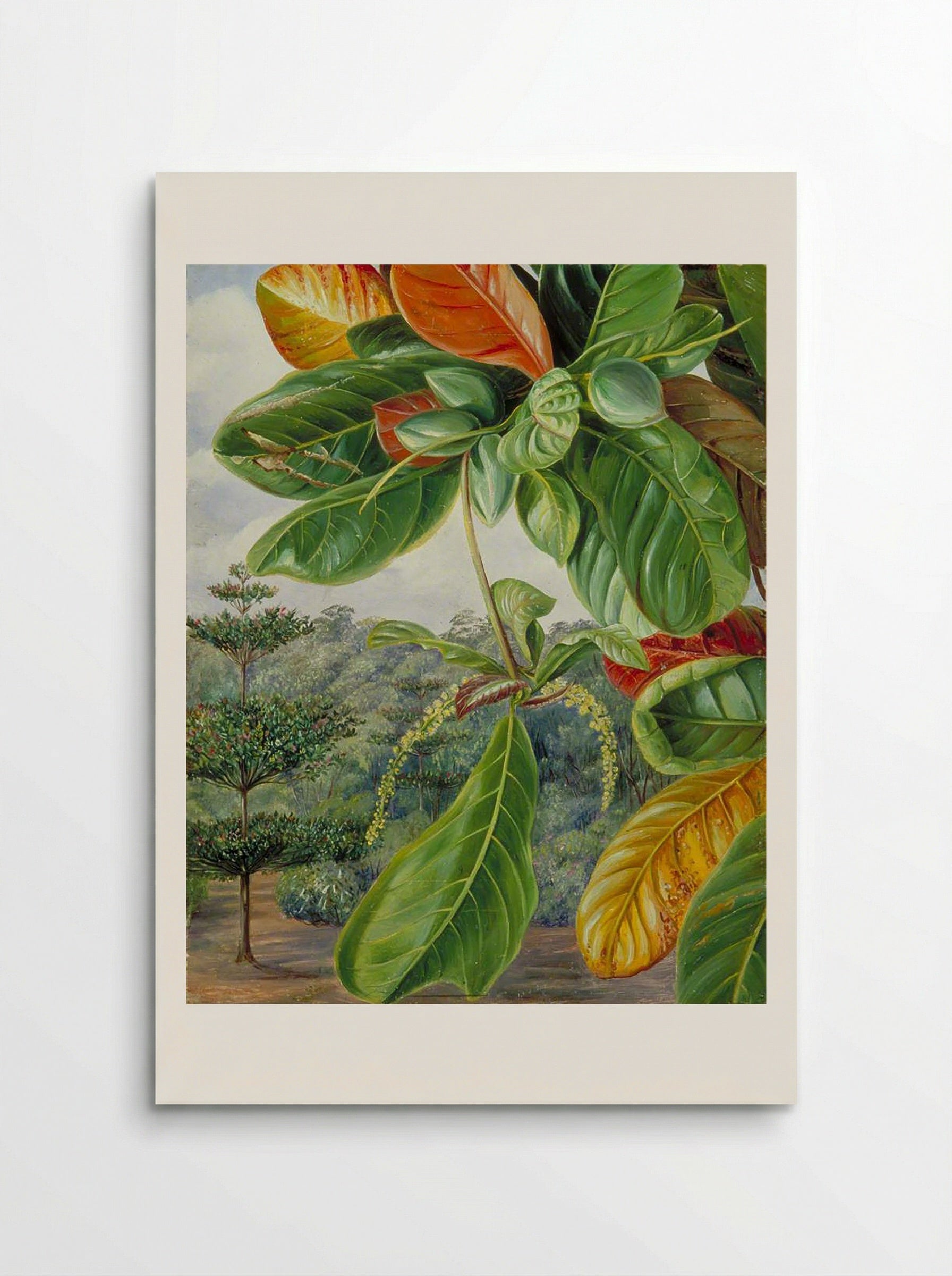 Indian Almond, Terminalia Catappa - Marianne North - Poster