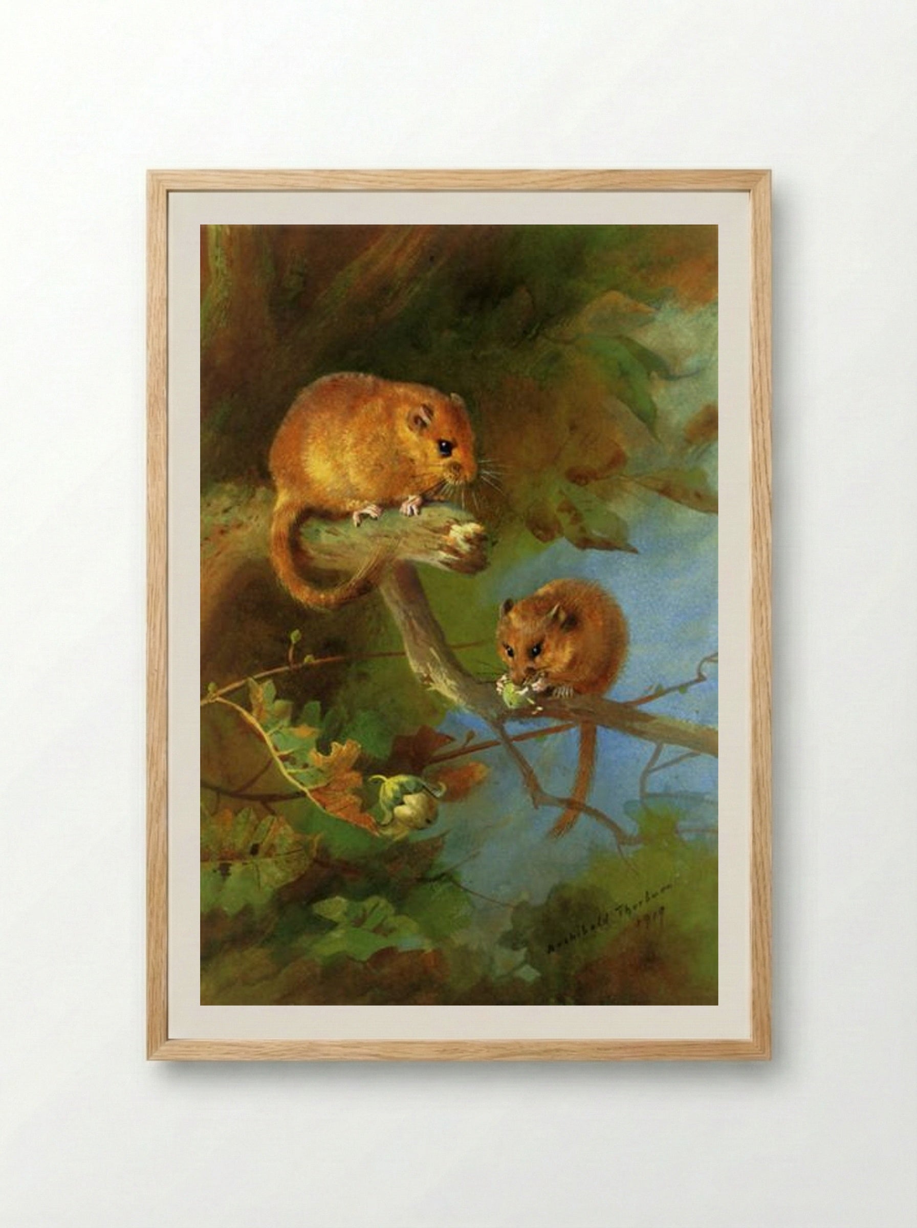 Dormice - Archibald Thorburn - Framed Print Wood