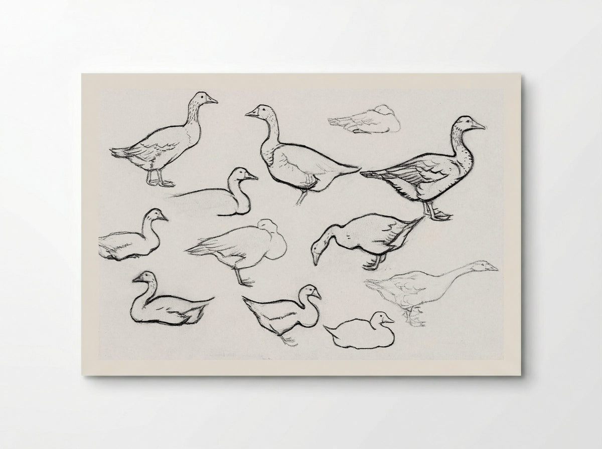 Study of Geese - Julie de Graag - Poster