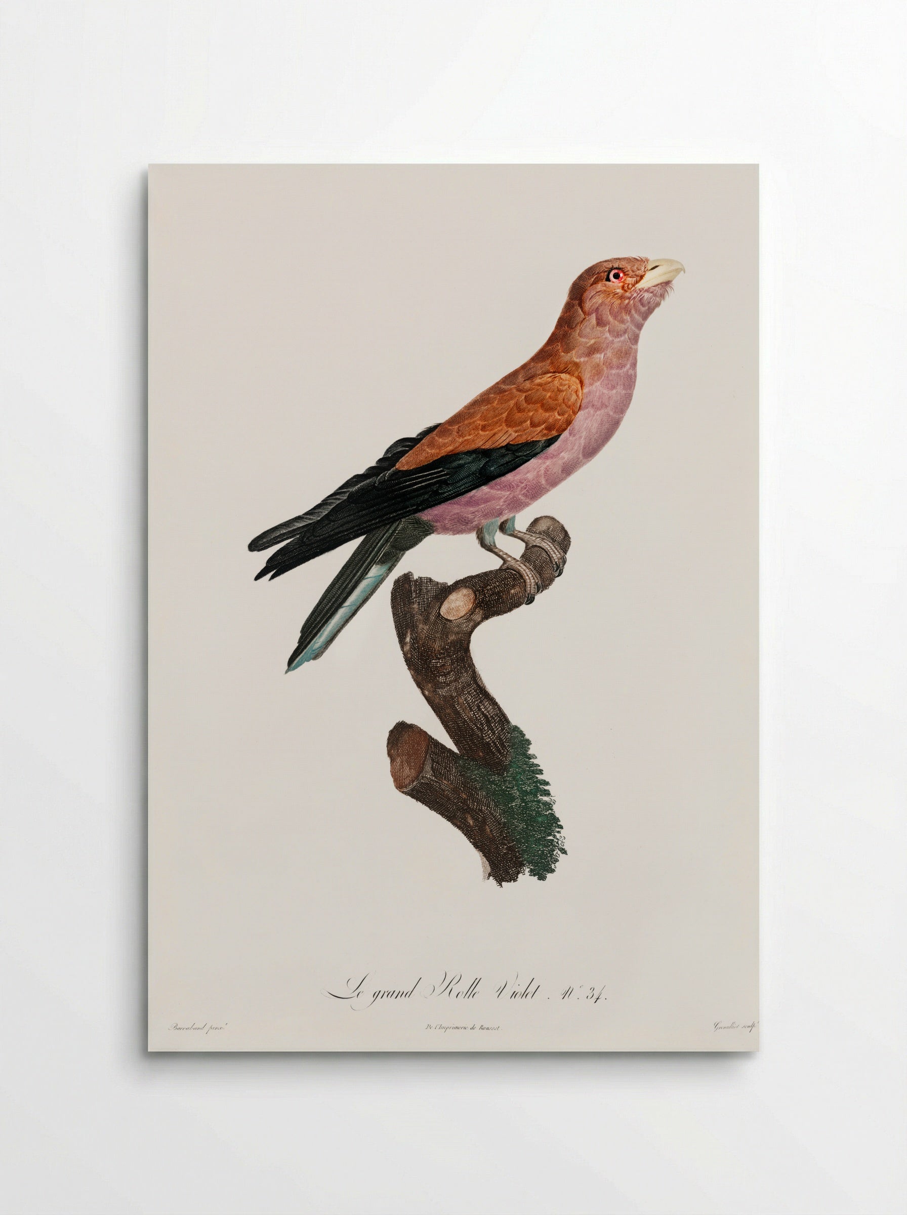 Great Violet Roller - Jacques Barraband - Poster