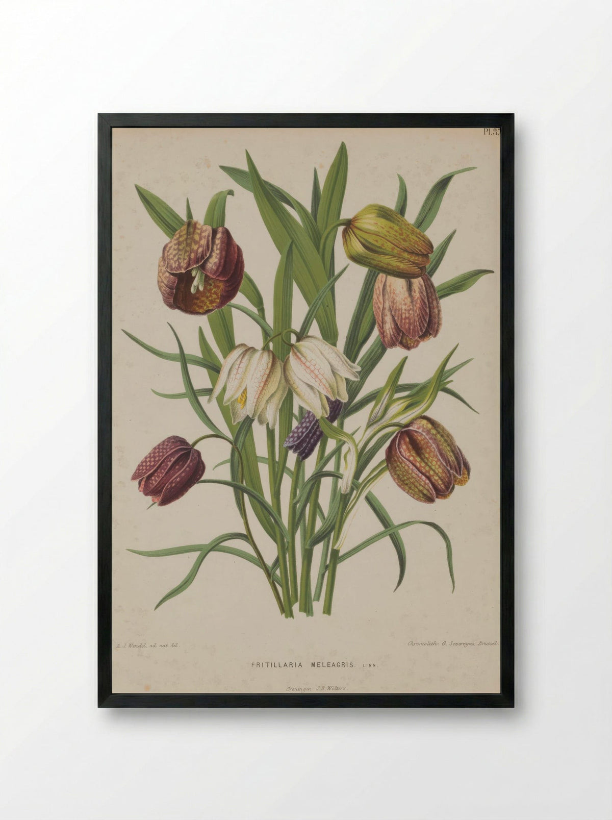 Fritillaria meleagris – A.J. Wendel - Framed Print Black