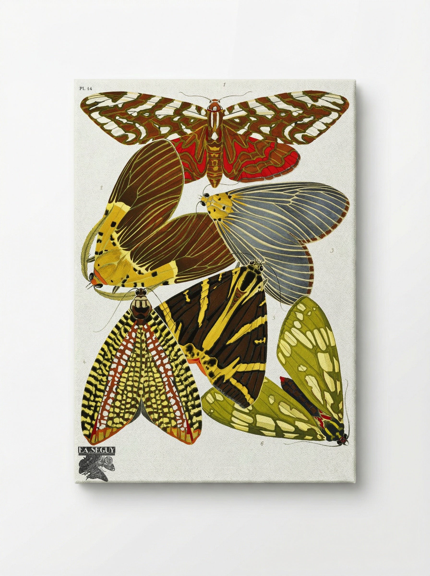 Butterflies, Plate 14 - Émile-Allain Séguy - Canvas