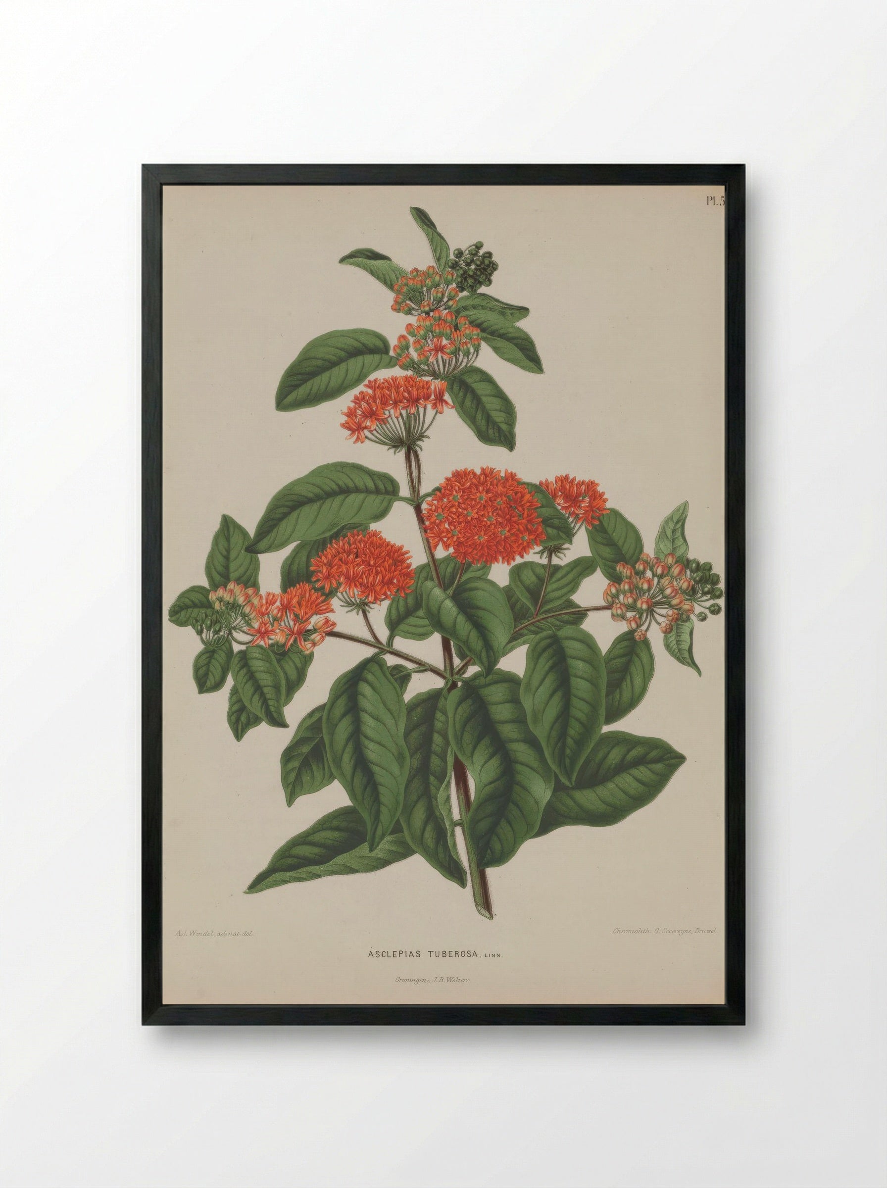 Asclepias Tuberosa L. - A. J. Wendel - Framed Print Black