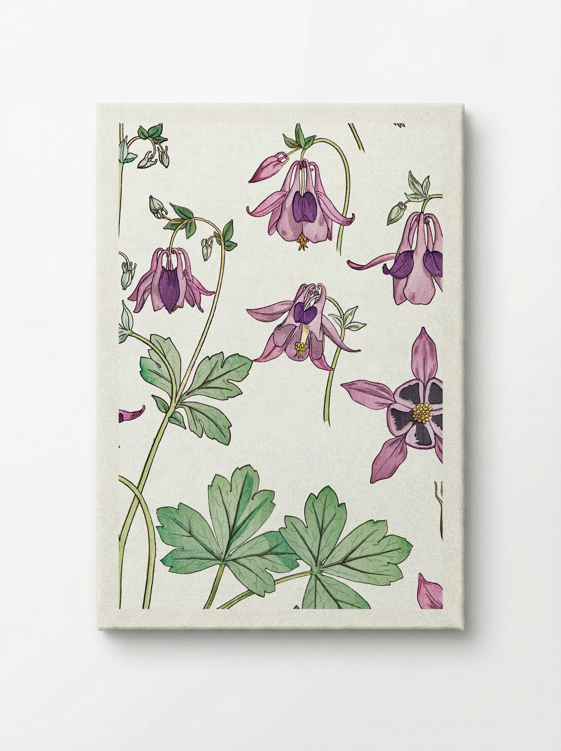 Ancolie (Columbine) - Maurice Pillard Verneuil - Canvas