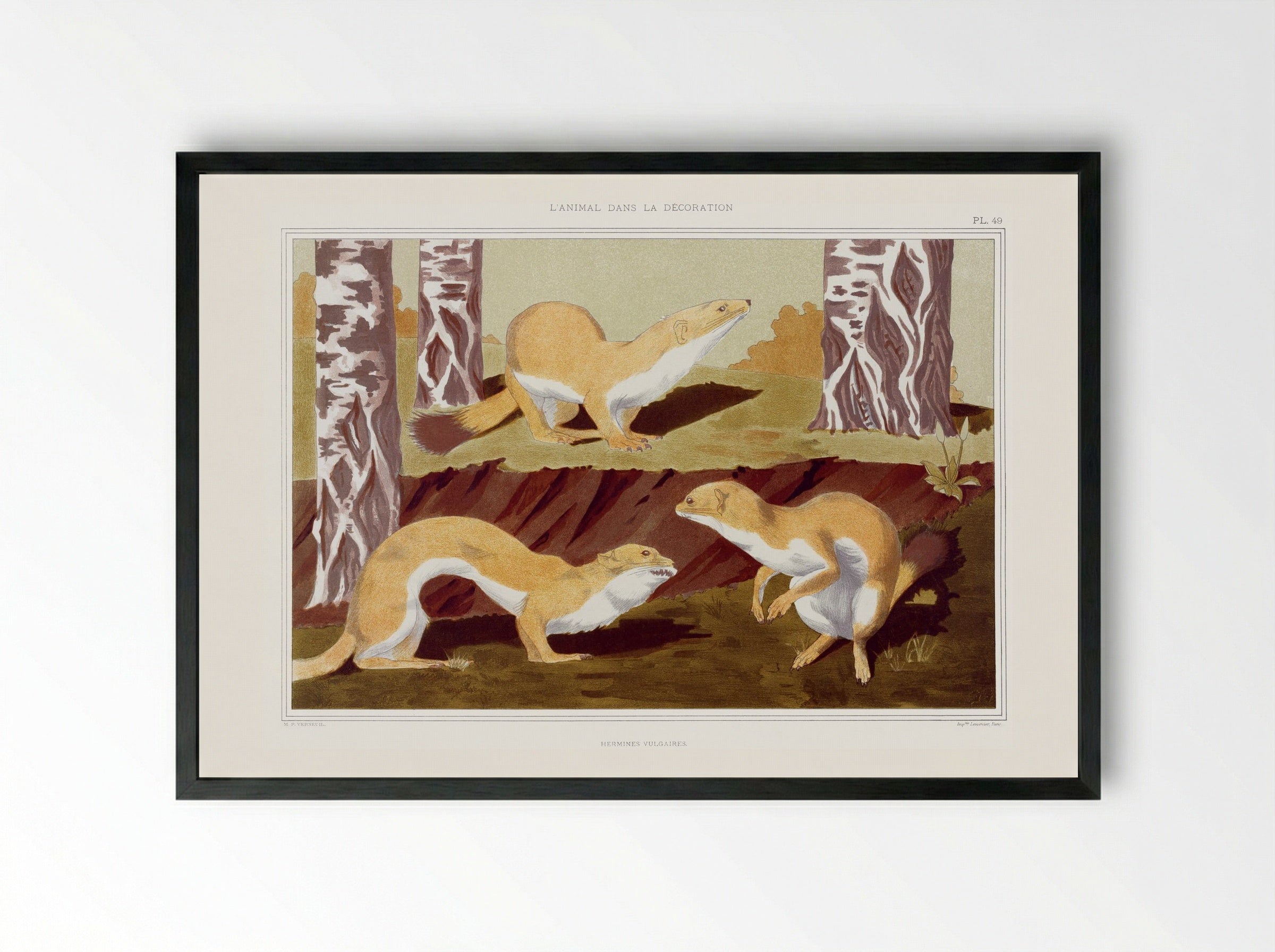 Hermines Vulgaires (Weasels) from L'animal dans la décoration - Maurice Pillard Verneuil - Framed Print Black