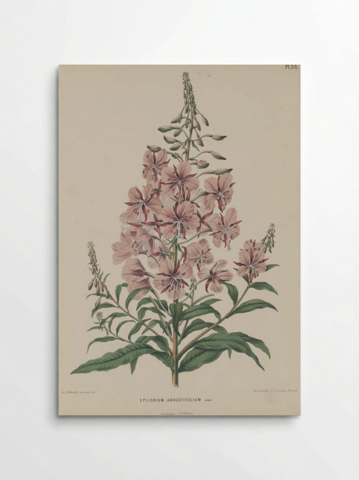 Epilobium Angustifolium L. - A. J. Wendel - Poster
