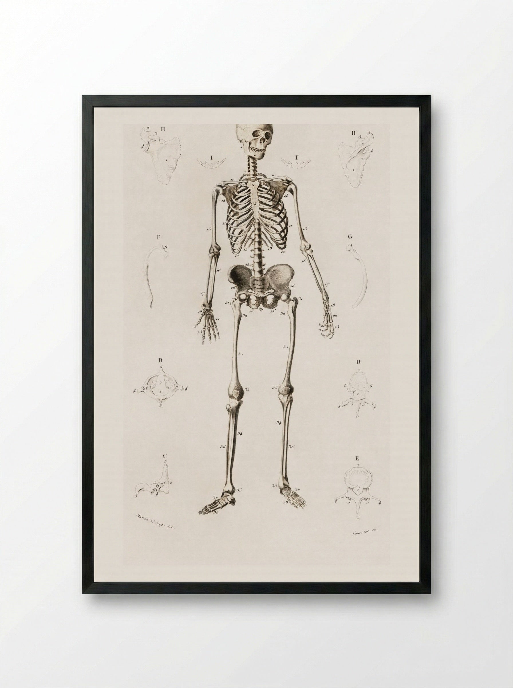 Human Skeleton - Charles Dessalines D'Orbigny - Framed Print Black