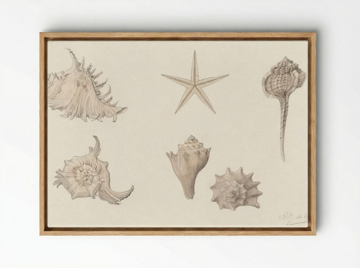 Shells - Julie de Graag - Framed Canvas Wood
