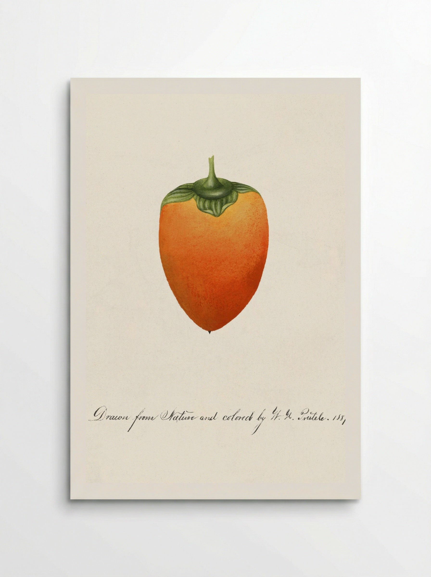 Persimmon (Diospyros) (1887) - William Henry Prestele - Poster