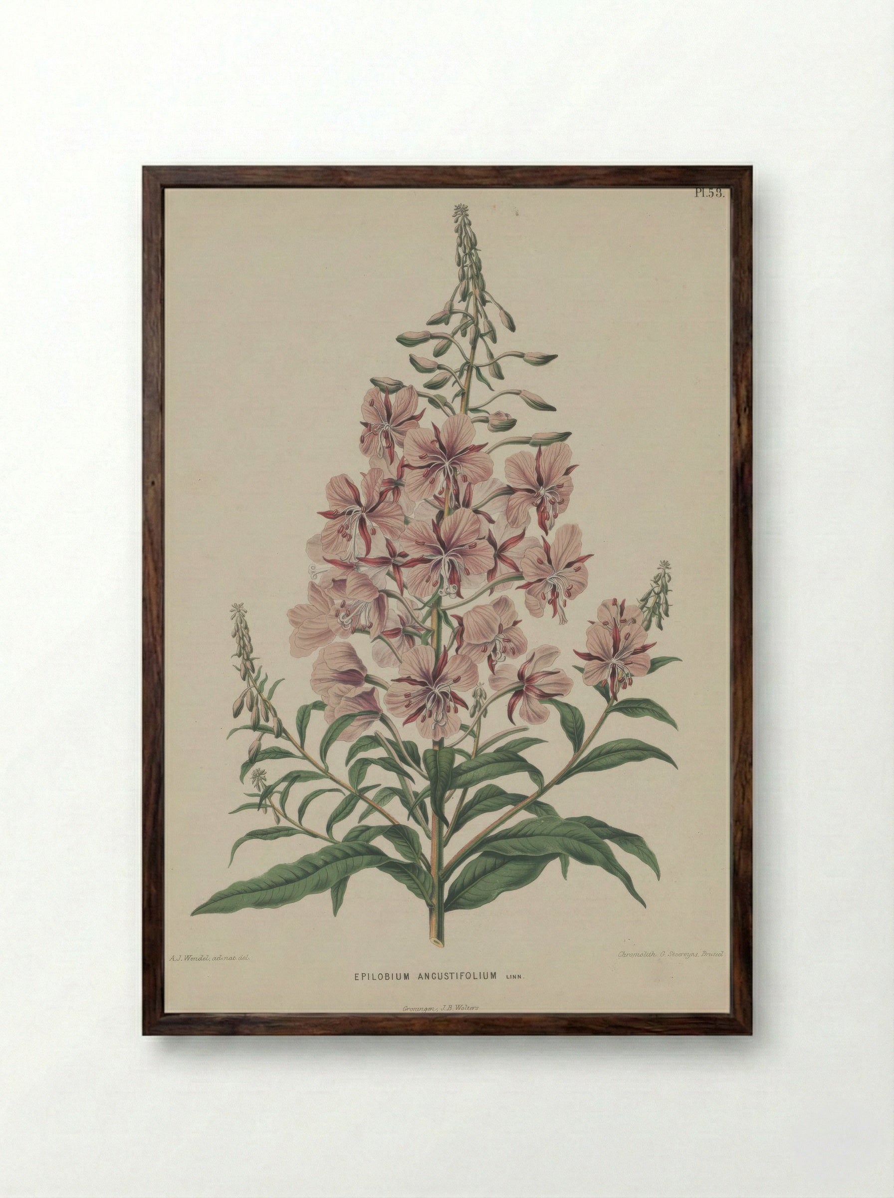 Epilobium Angustifolium L. - A. J. Wendel - Framed Print Dark Wood