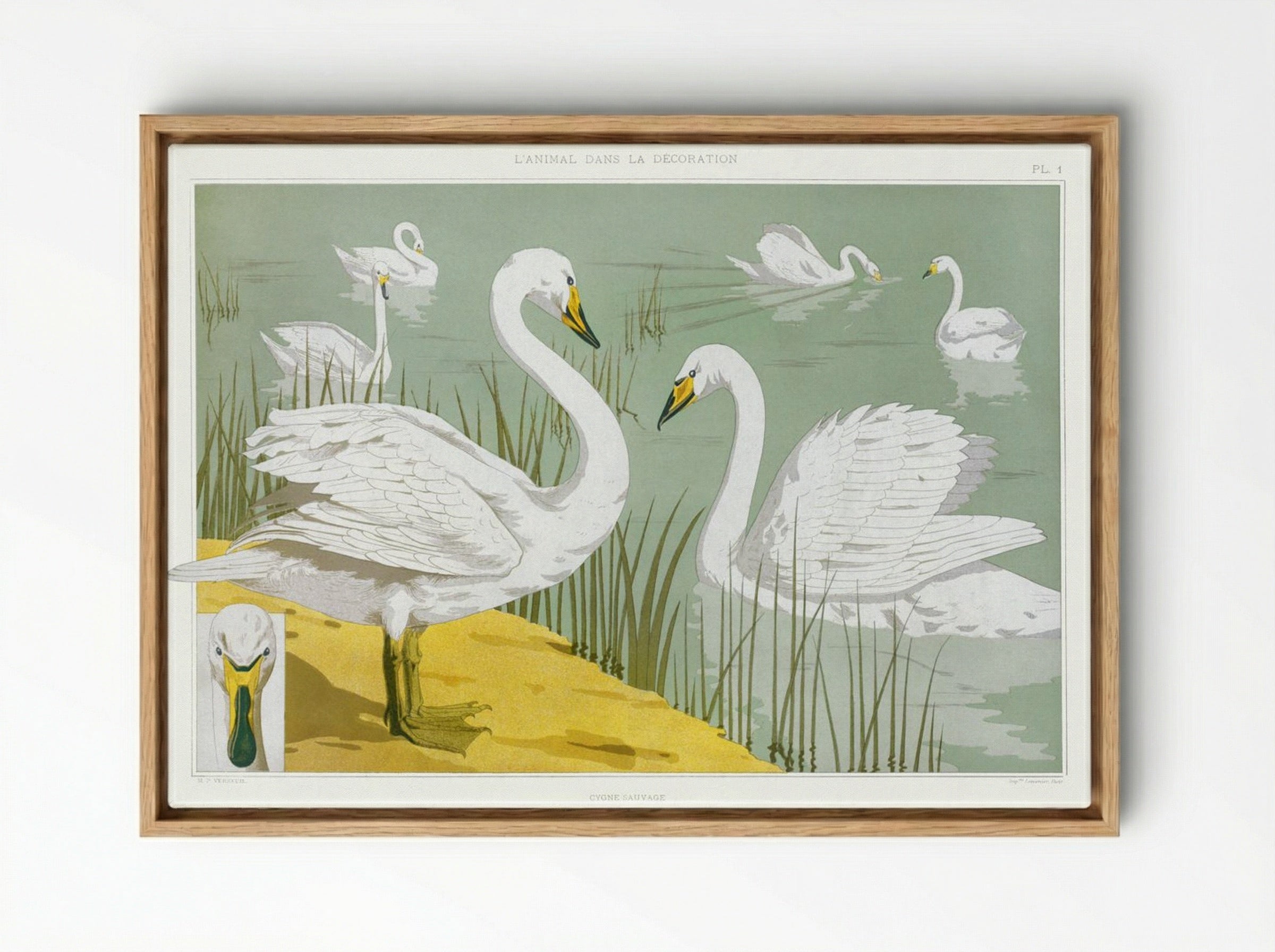 Cygne Sauvage (Wild Swan) from L'animal dans la décoration - Maurice Pillard Verneuil - Framed Canvas Wood