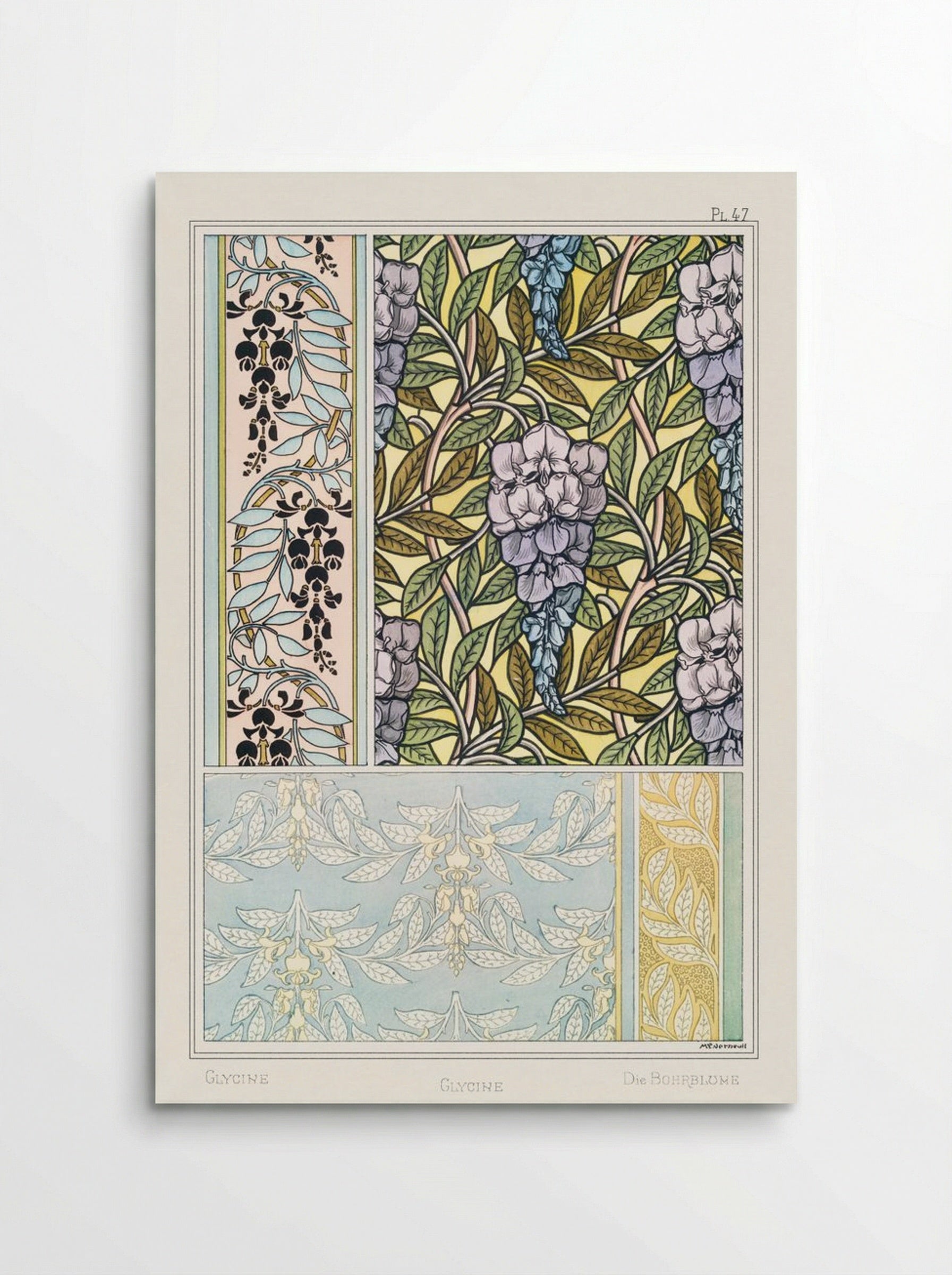 Glycine (Wisteria) from La Plante et ses Applications ornementales - Maurice Pillard Verneuil - Poster