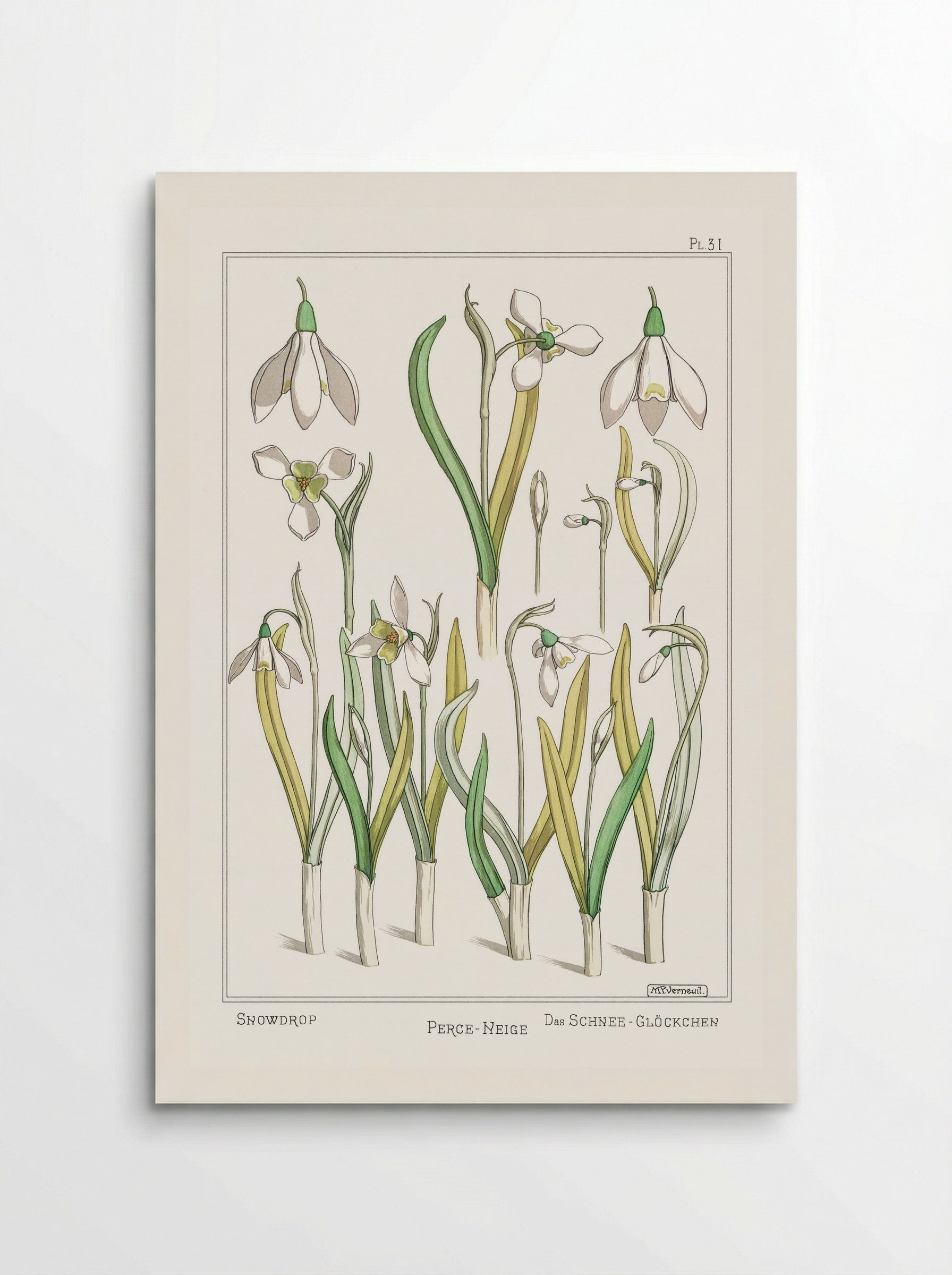 Perce-Neige (Snowdrops) - Maurice Pillard Verneuil - Poster