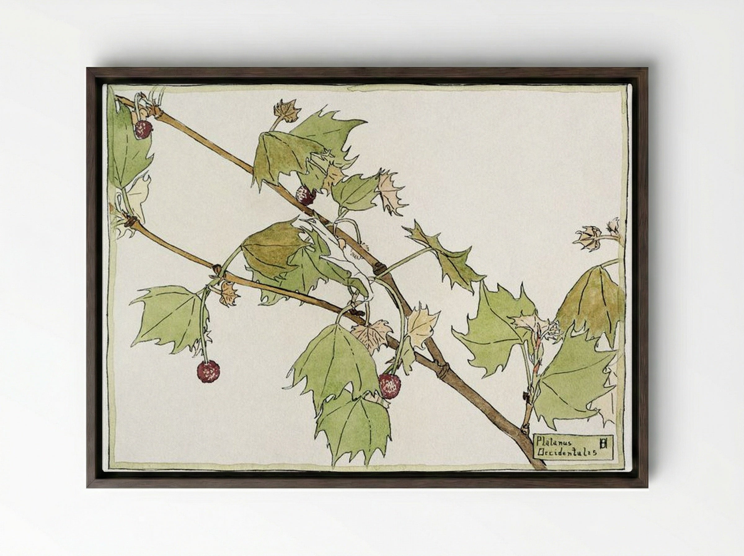 Sycamore - Hannah Borger Overbeck - Framed Canvas Dark Wood