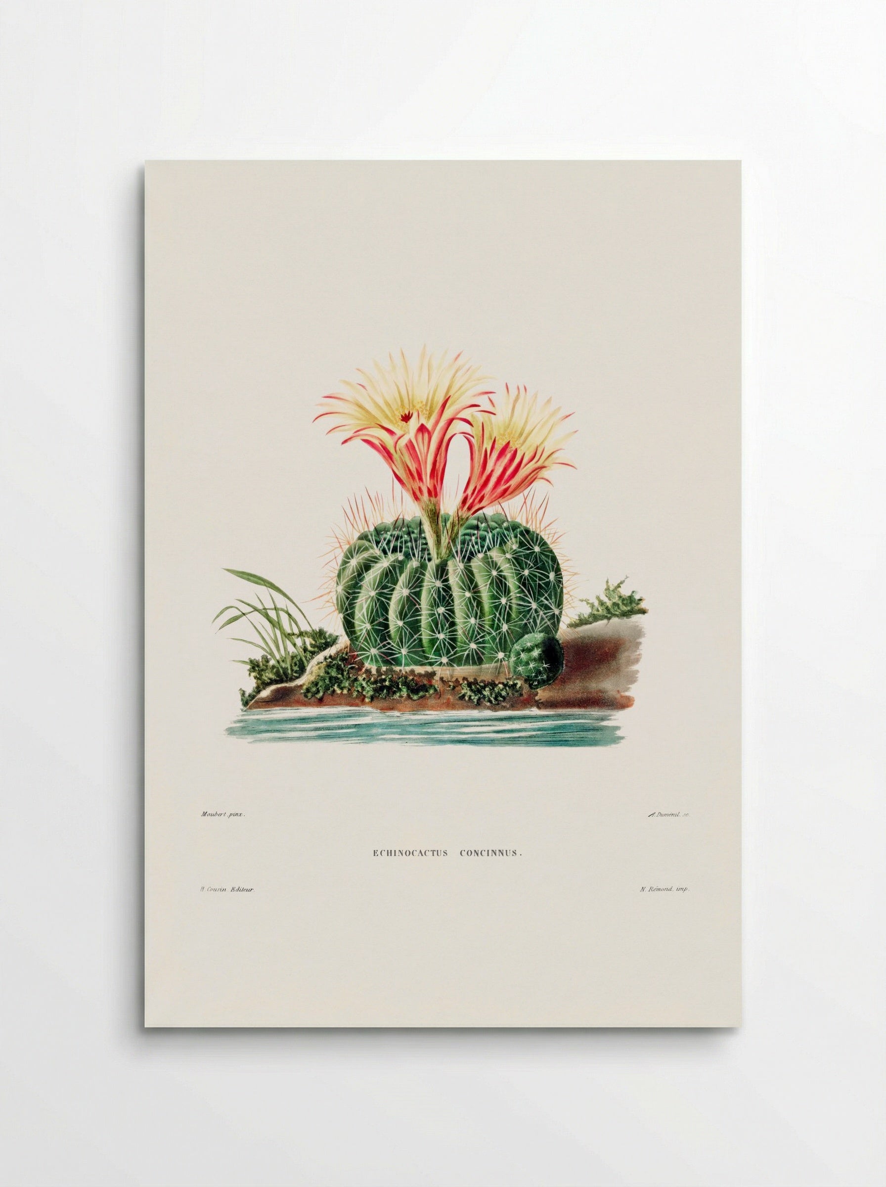 Rainbow Cactus (Echinocactus Pectiniferus) - Charles Antoine Lemaire - Poster