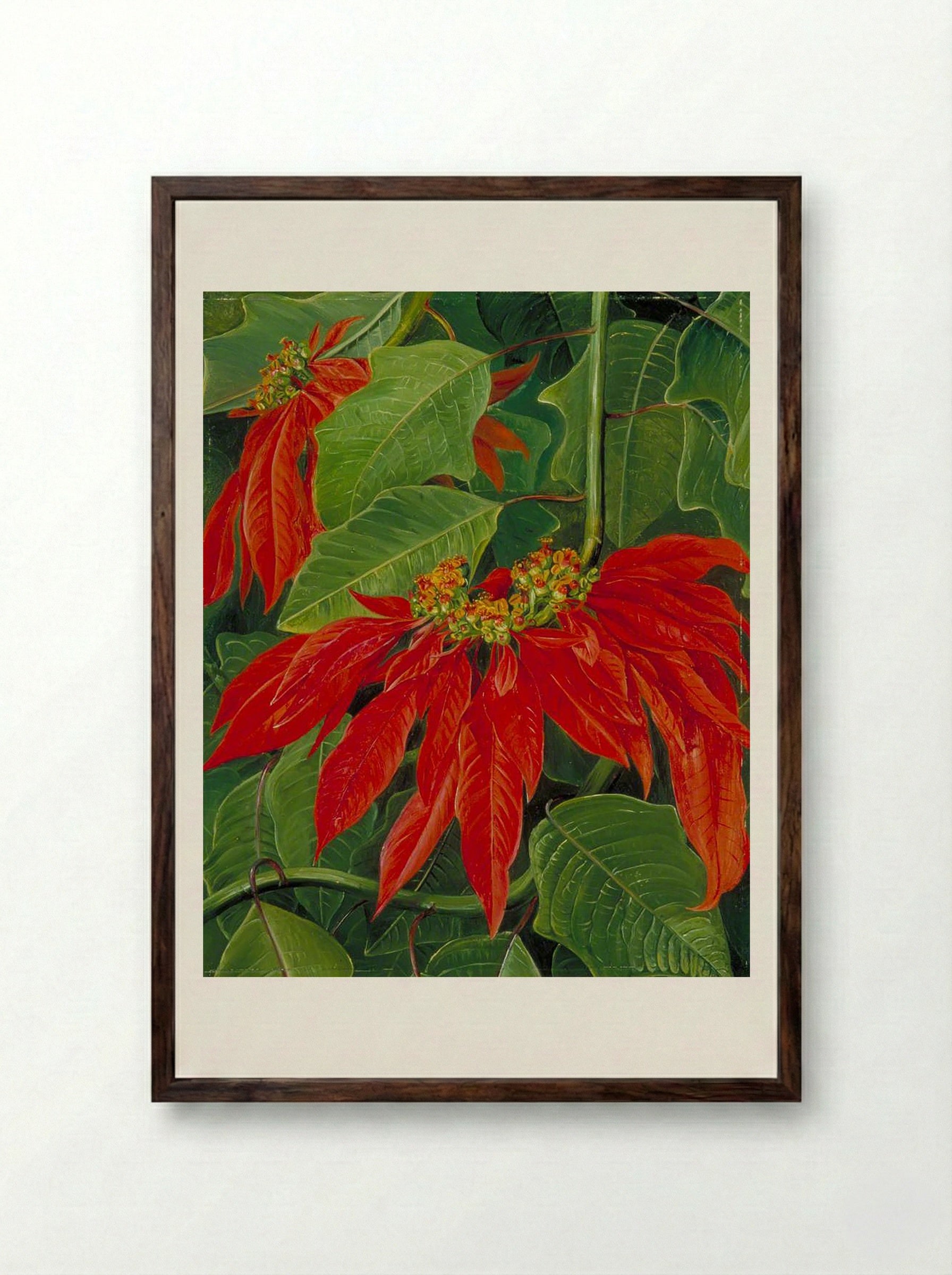 Flor de Pascua or Easter Flower, at Morro Velho, Brazil - Marianne North - Framed Print Dark Wood