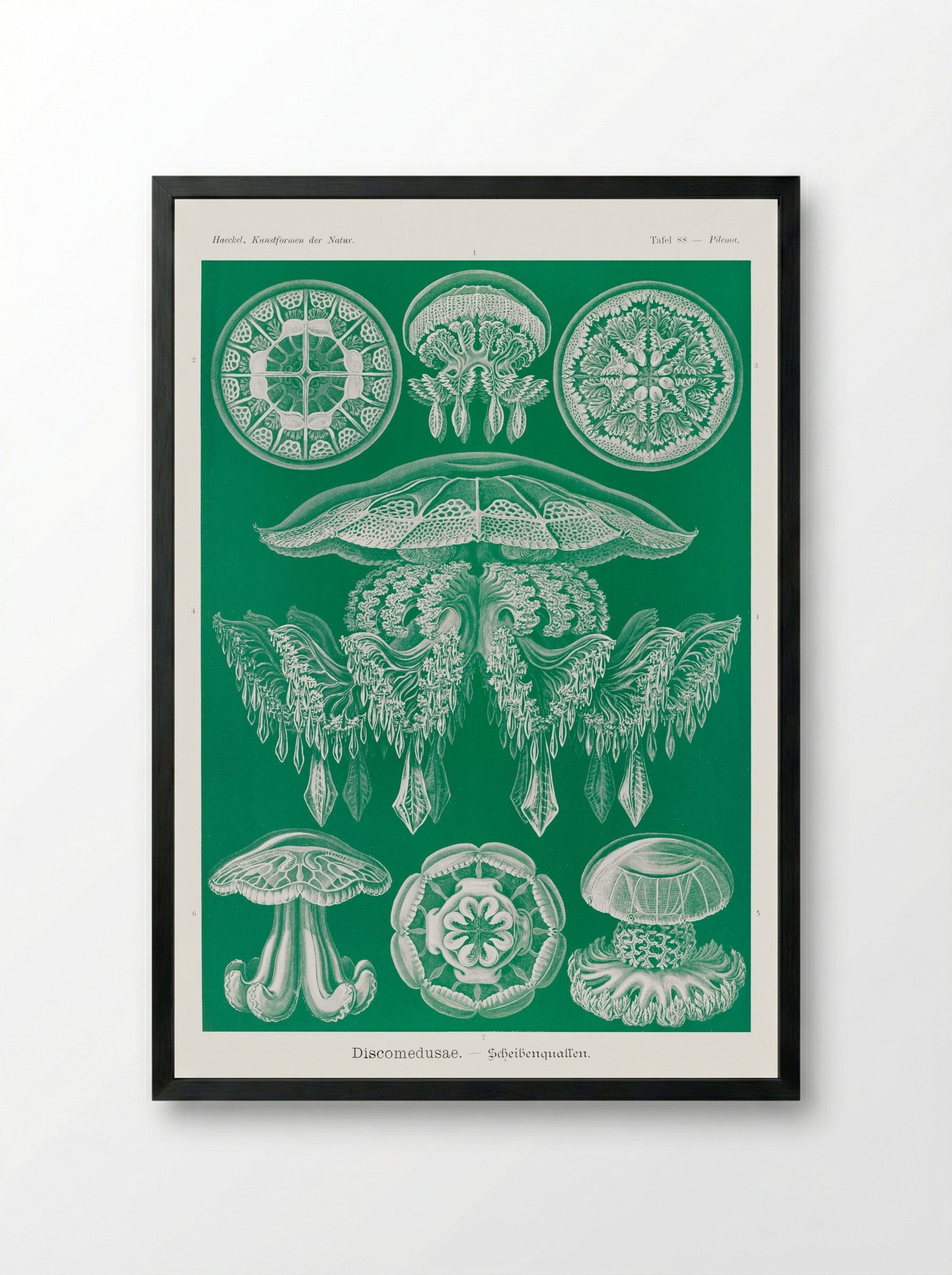 Discomedusae-Scheibenquallen (1904) - Ernst Haeckel - Framed Print Black