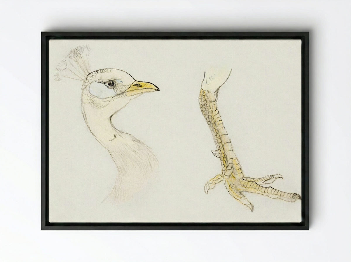 Head and Foot of a Peacock - Theo van Hoytema - Framed Canvas Black