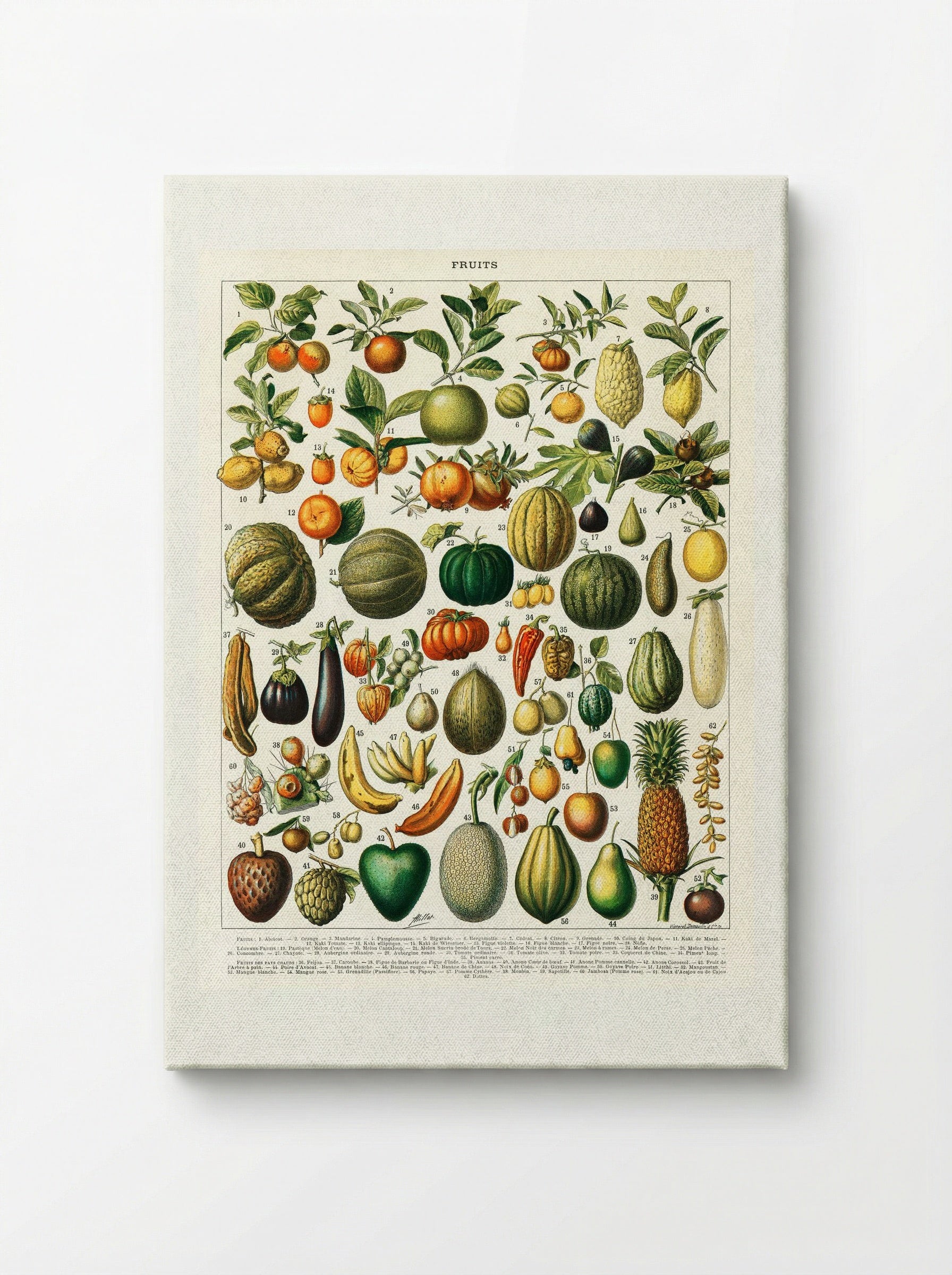 Fruits and Vegetables (Nouveau Larousse Illustré) - Pierre-Auguste Larousse - Canvas