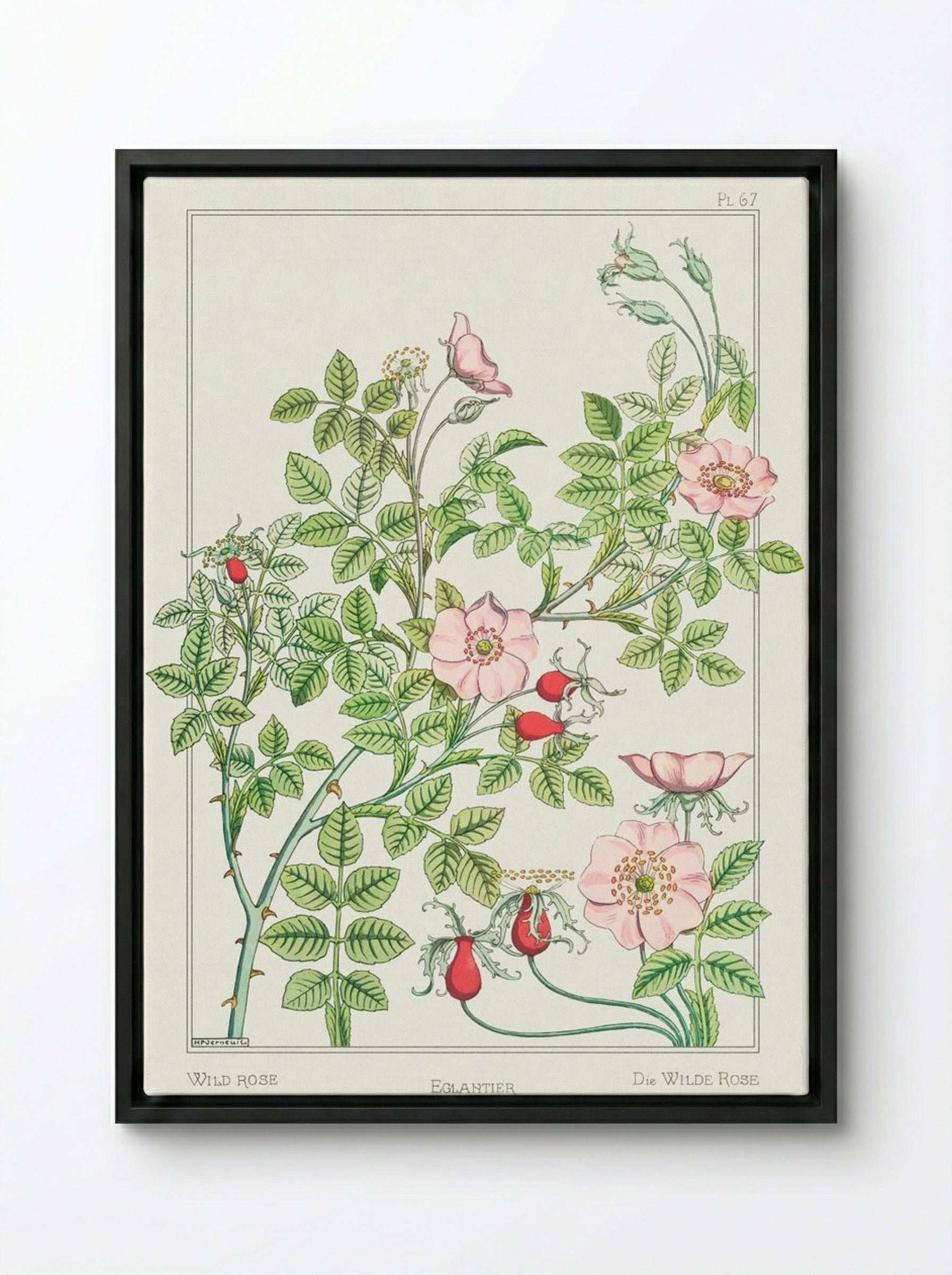 Eglantier (Wild Rose) from La Plante et ses Applications ornementales - Maurice Pillard Verneuil - Framed Canvas Black