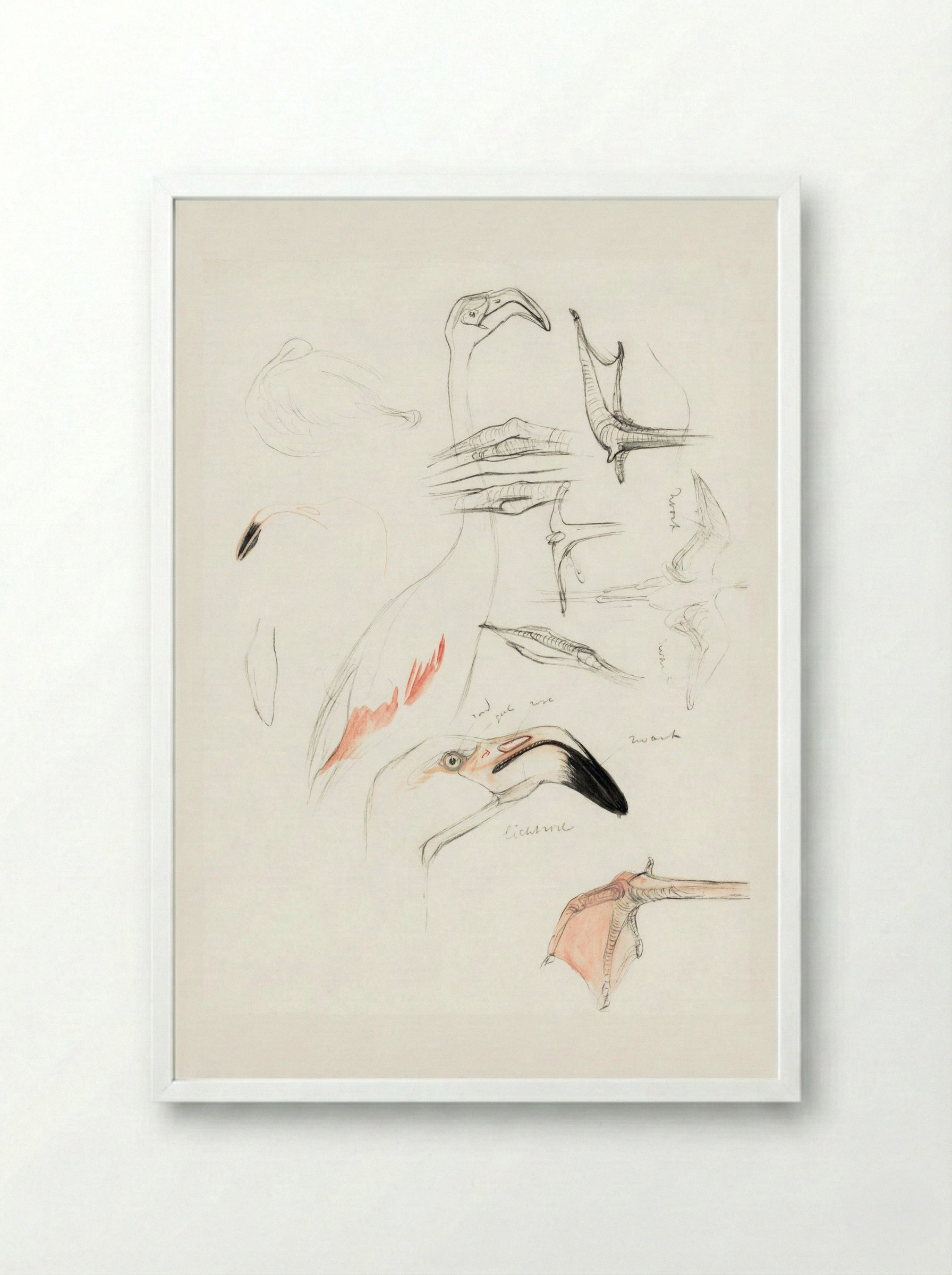 Studies of a Flamingo - Theo van Hoytema - Framed Print White